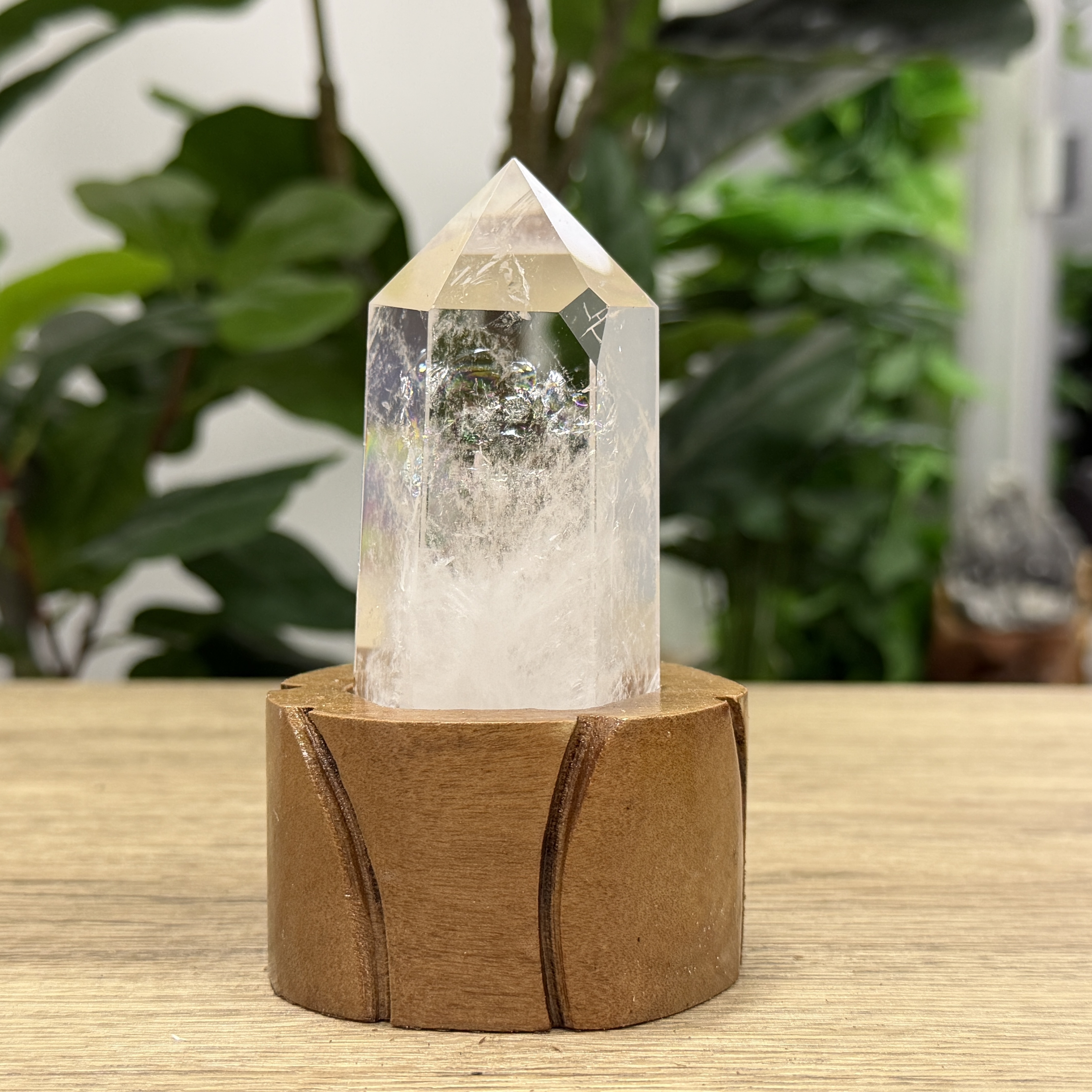 白晶柱 手圍13.5以上 WD2230