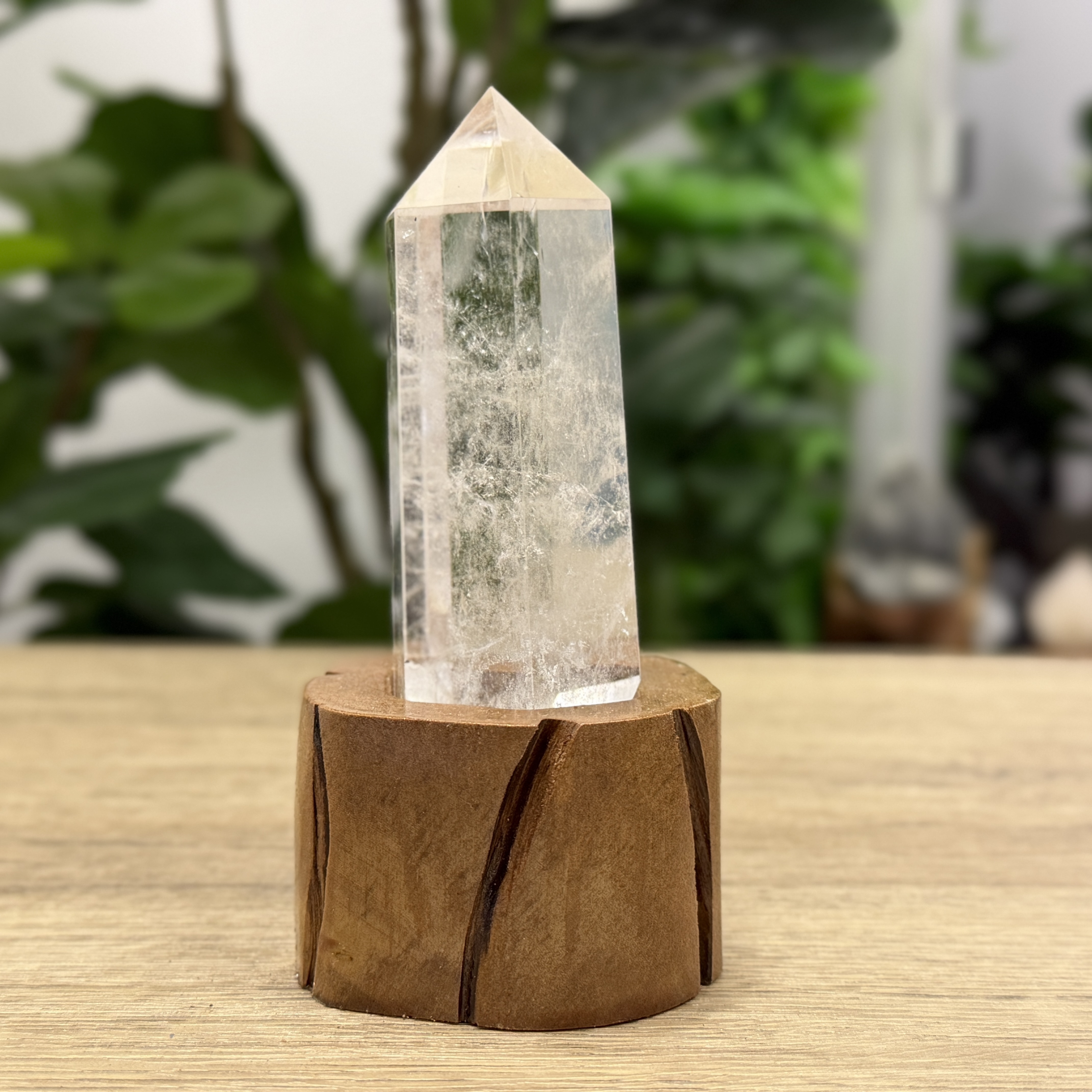 白晶柱 手圍13.5以上 WD2224