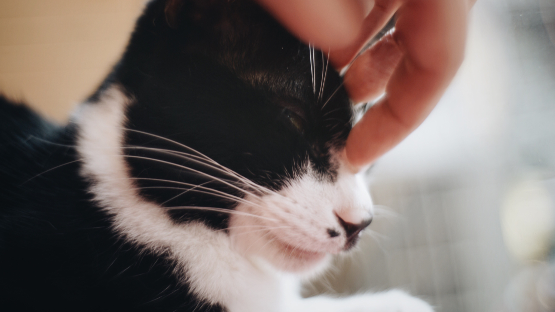 貓咪通常都不會主動表達不舒服，並且很能忍痛，牠們能做的，往往只是用一些很輕微的變化提醒你；一聲貓咳嗽、一次躲起來不互動、或是食慾與精神的細小改變，都可能是身體正在傳遞的訊號。