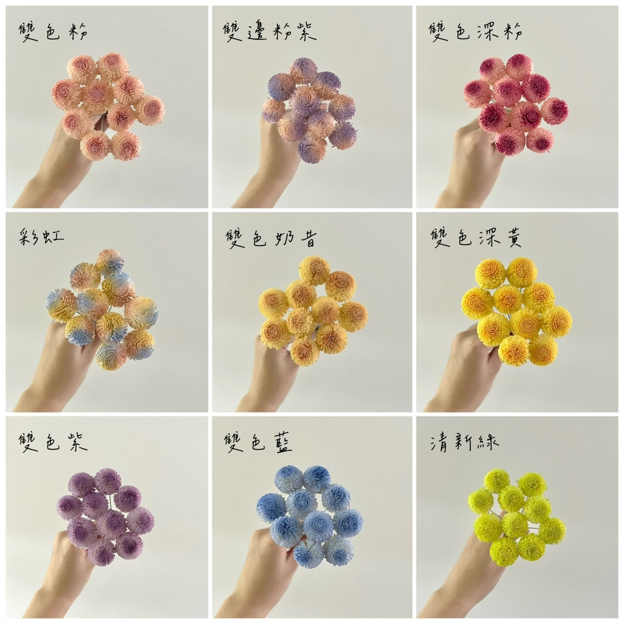 越南索拉花 迷你乒乓菊2CM<十支一把>