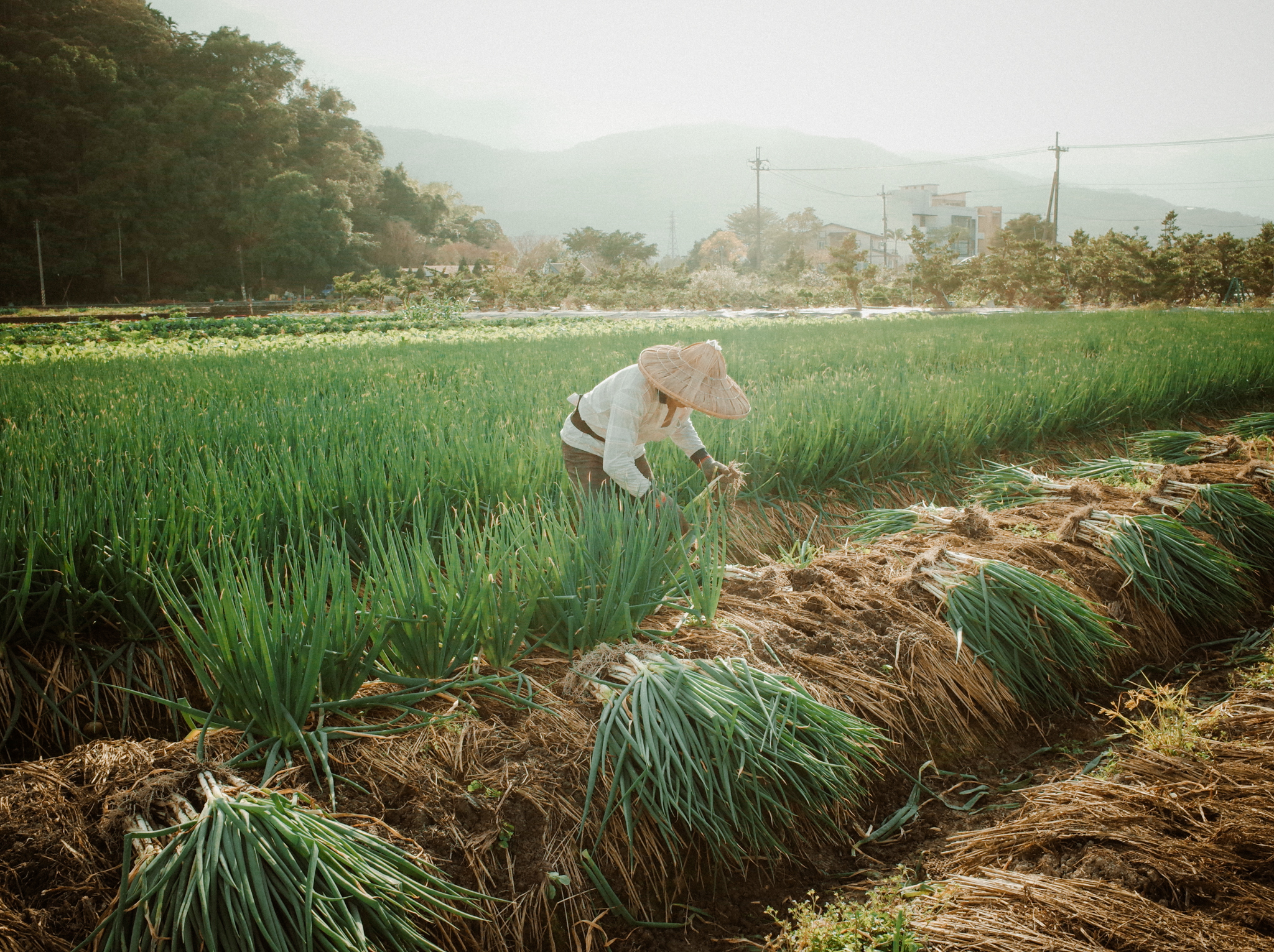 宜蘭三星蔥田收割風景，農民戴著斗笠在稻草覆蓋的蔥床邊整理新鮮採收的三星蔥。