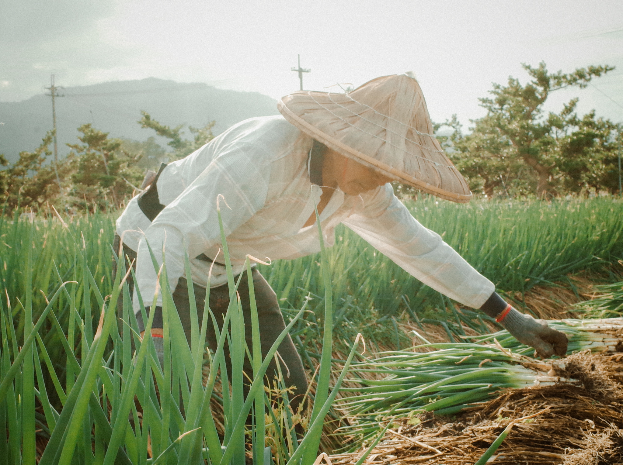 三星蔥農近景，穿著工作服與手套的農民正細心採收長蔥白的三星蔥。