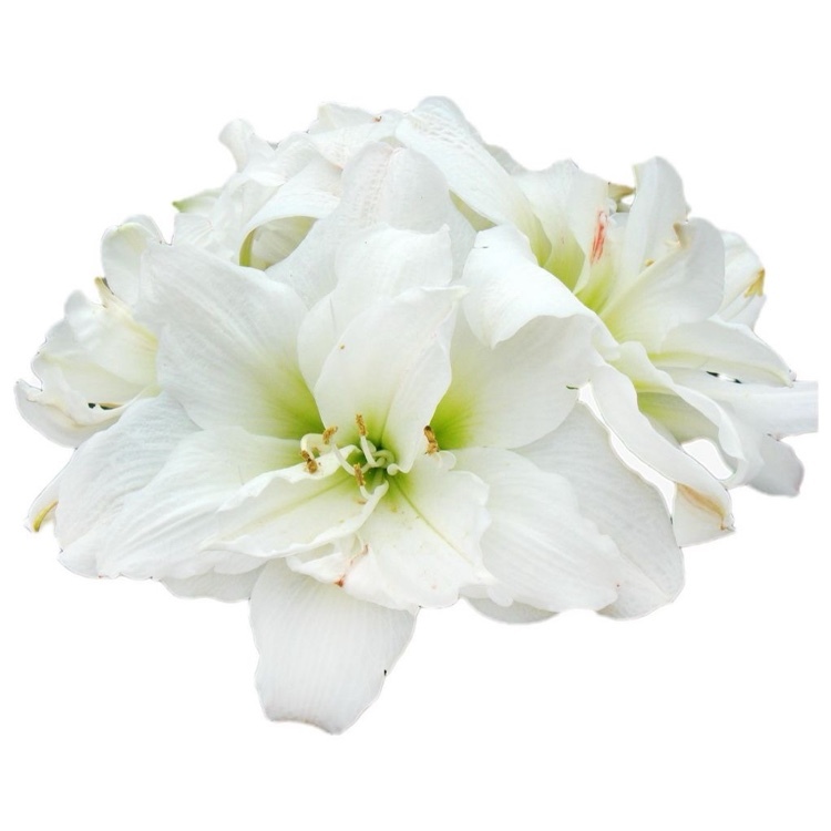 典雅入門 孤挺花球莖(經典品系A453曙)｜白色綠心大花重瓣｜花徑19~21cm