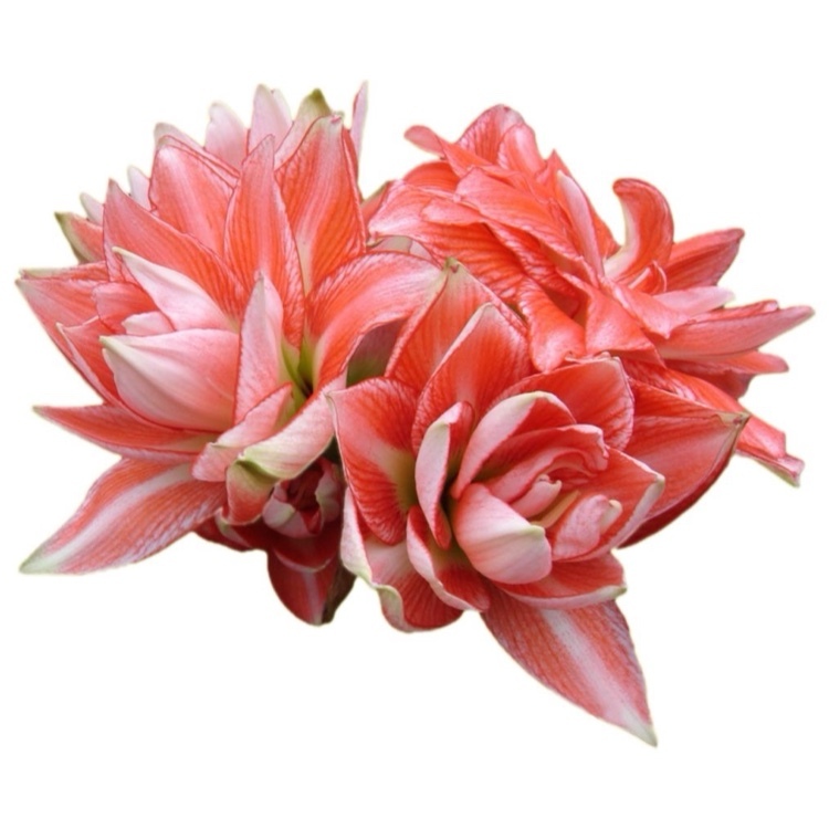 孤挺花球莖(經典品系A210蓮華)｜鮭魚粉紅色特重瓣｜花徑17~19cm