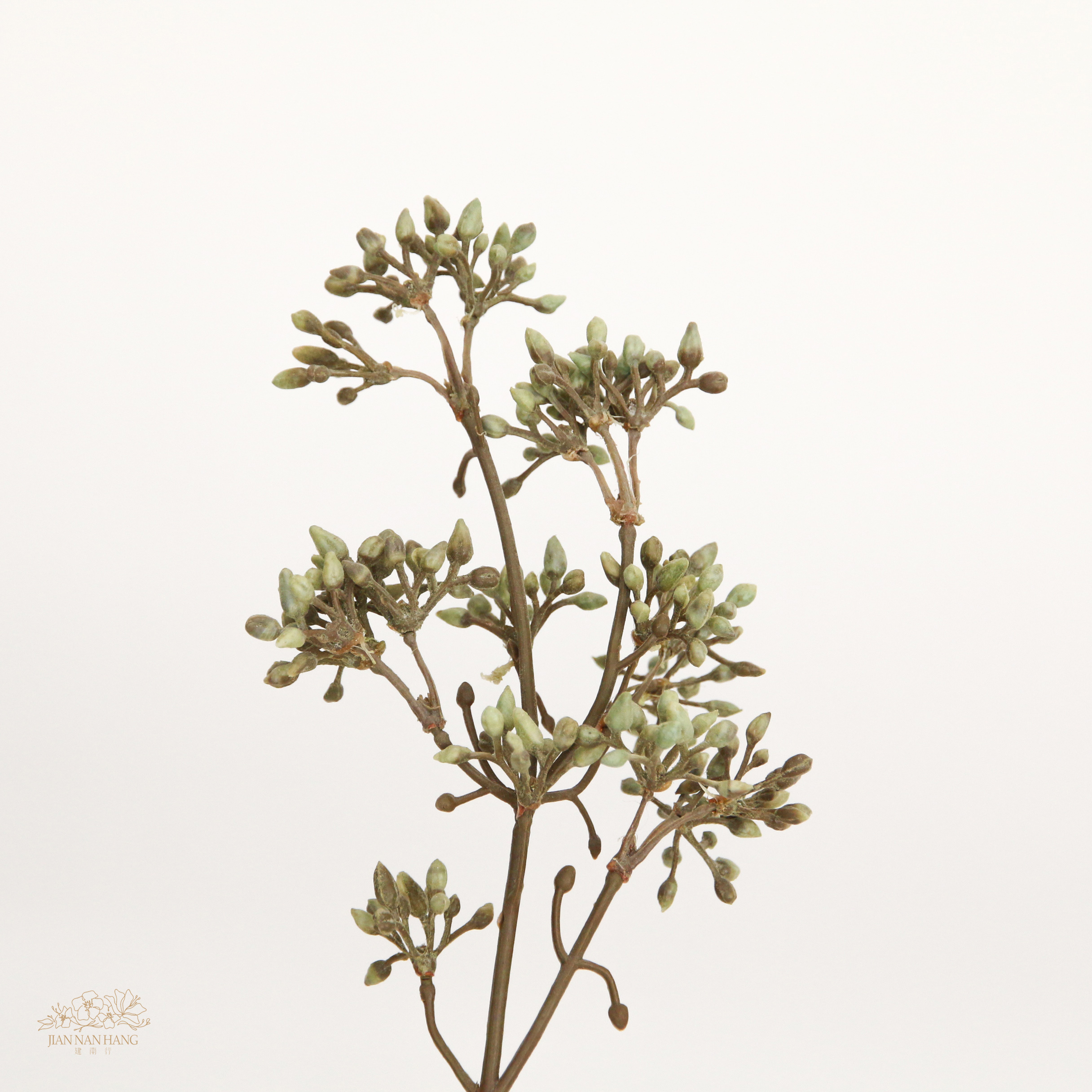 人造果 山茱萸果實 3色