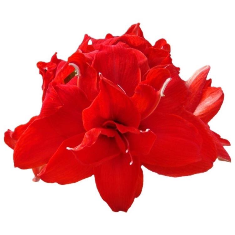 加贈小盲球 孤挺花球莖(經典品系AA75紅燕)｜絨布紅大花重瓣｜花徑20~23cm