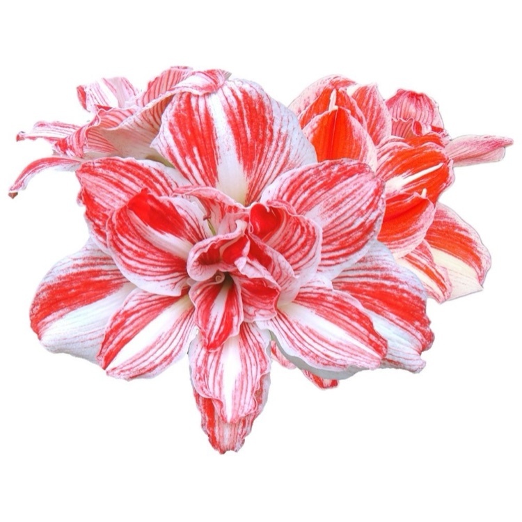 孤挺花球莖(玩家品系AZ29熠光)｜紅白花紋大花重瓣｜花徑17~19cm