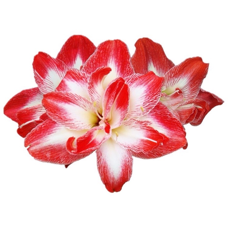 孤挺花球莖(玩家品系A831春雨)｜網格紋特大花重瓣｜花徑20~23cm