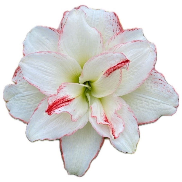 新品 孤挺花球莖 (玩家品系A725嫣然)｜粉色花紋重瓣｜花徑19~21cm
