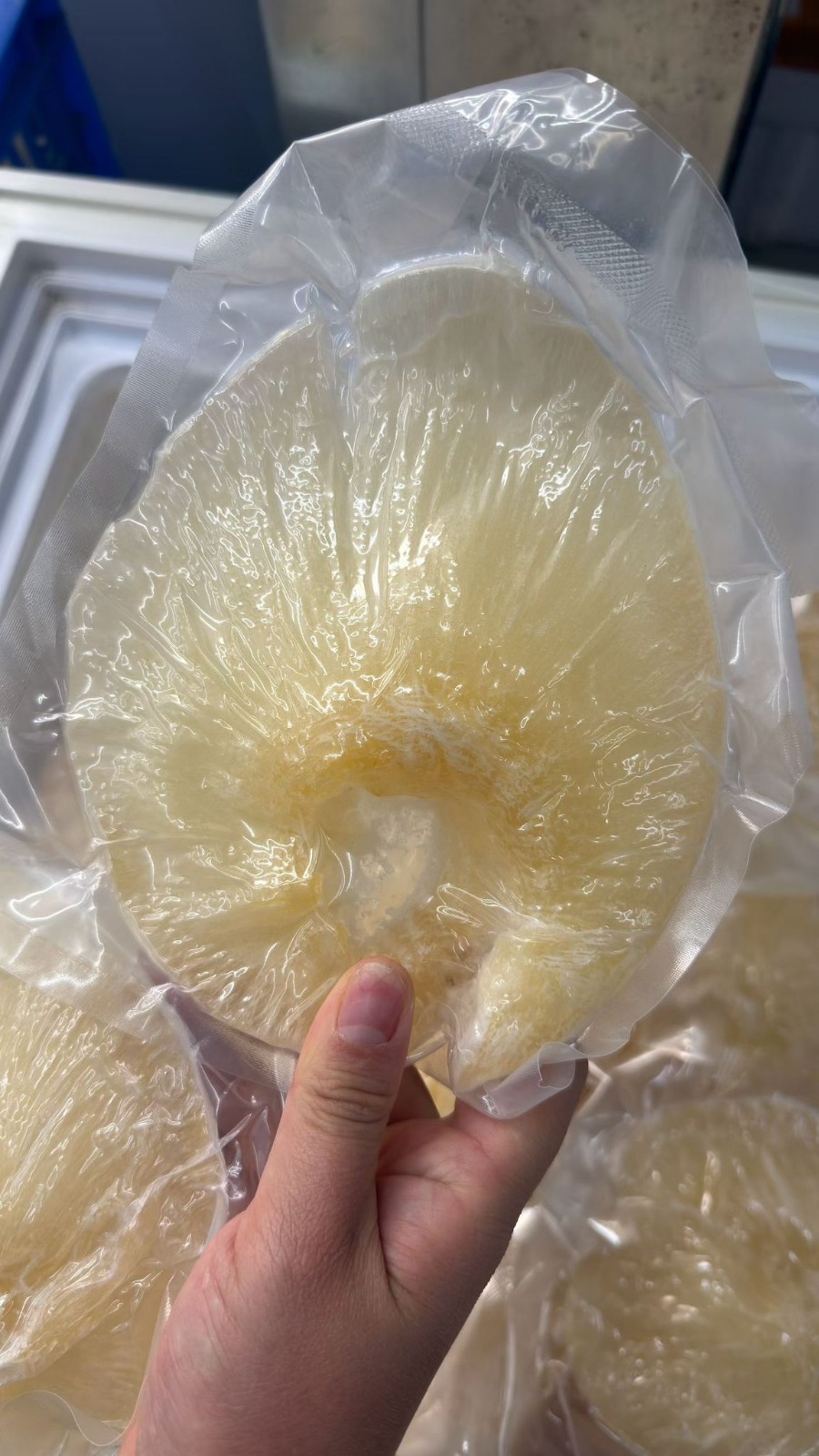 (6517) 大鮑翅160-200G