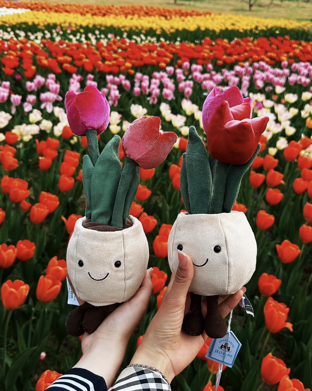 JELLYCAT 趣味植物系列 毛絨 玩偶 娃娃 共3款