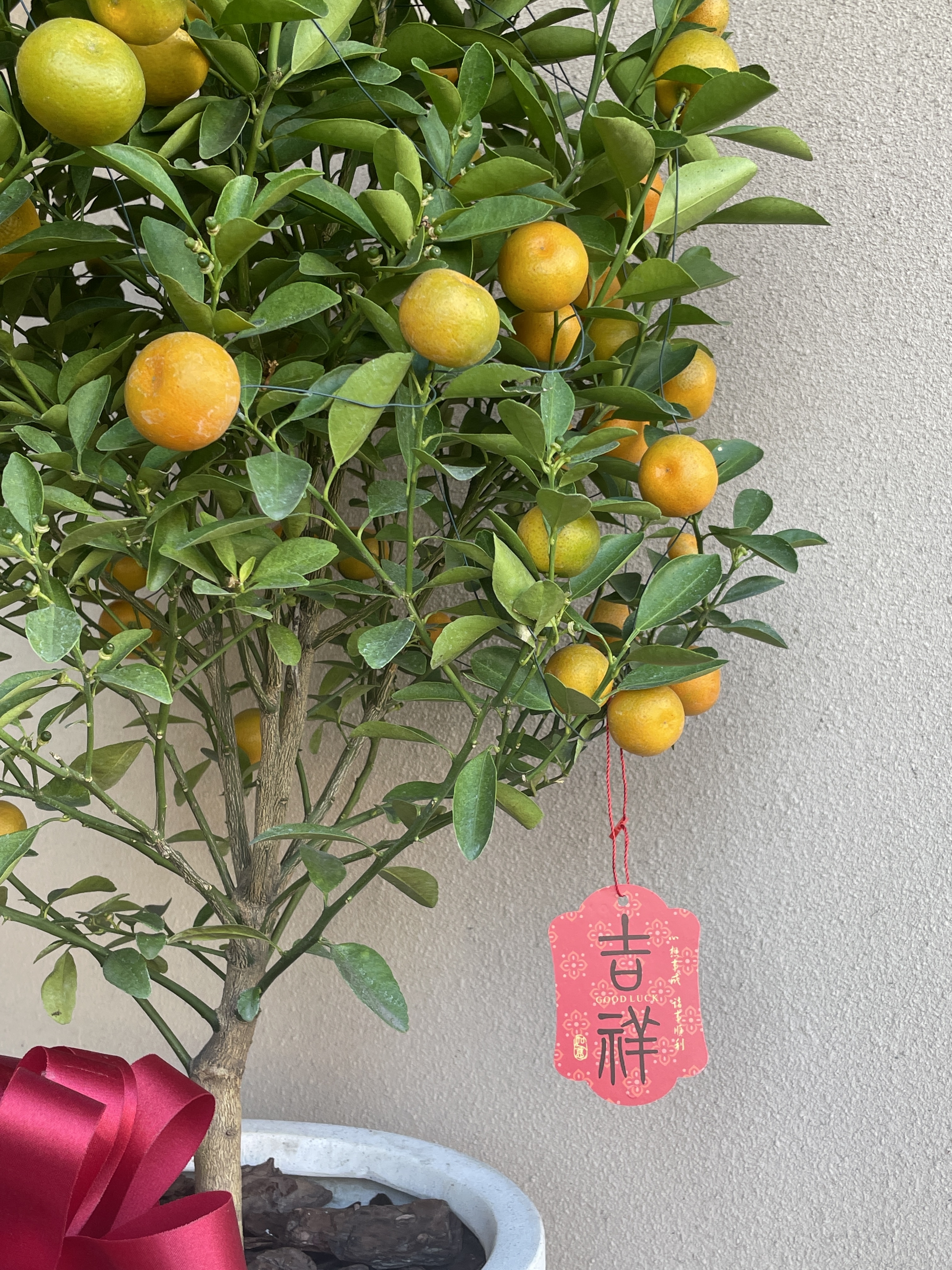 【現貨】新年金桔盆栽 馬年02