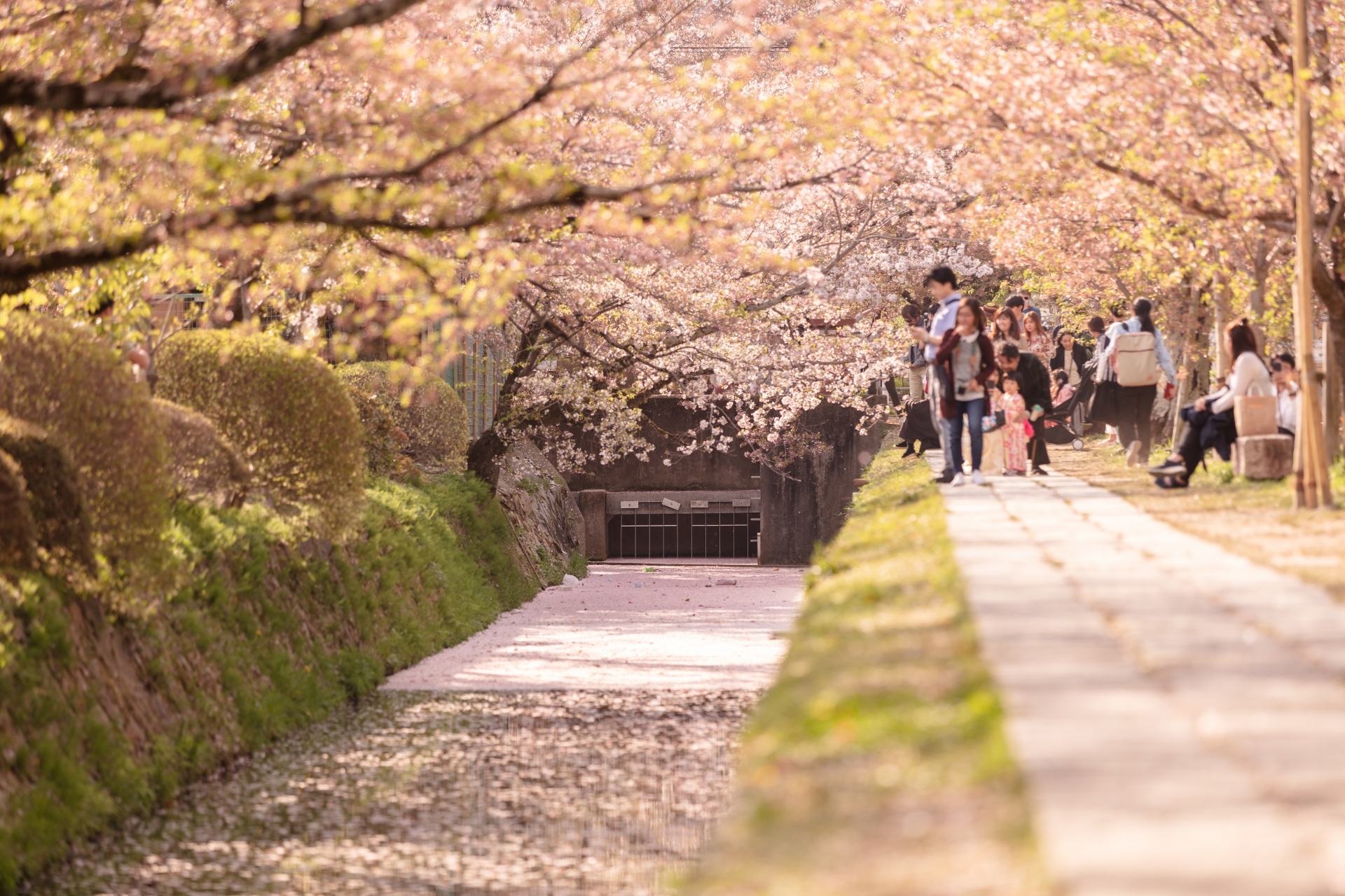 京都哲學之道櫻花美景