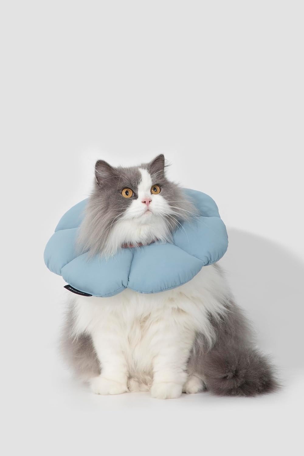 HIDREAM 貓狗通用 伊莉莎白圈．藍色 L