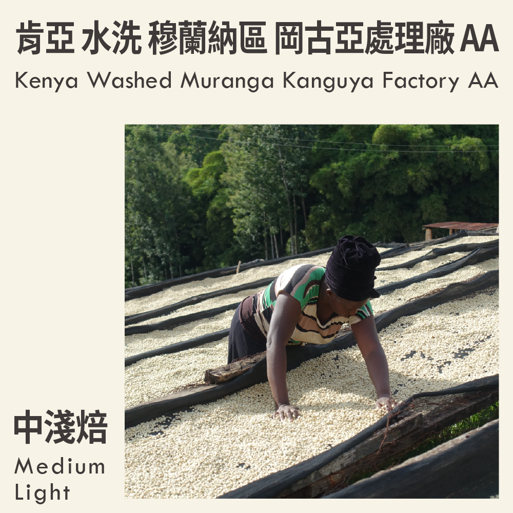 肯亞 水洗 穆蘭納區 岡古亞處理廠 AA