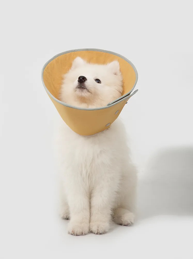 HIDREAM 貓狗通用 按扣伊莉莎白圈 ．黃色 XXL