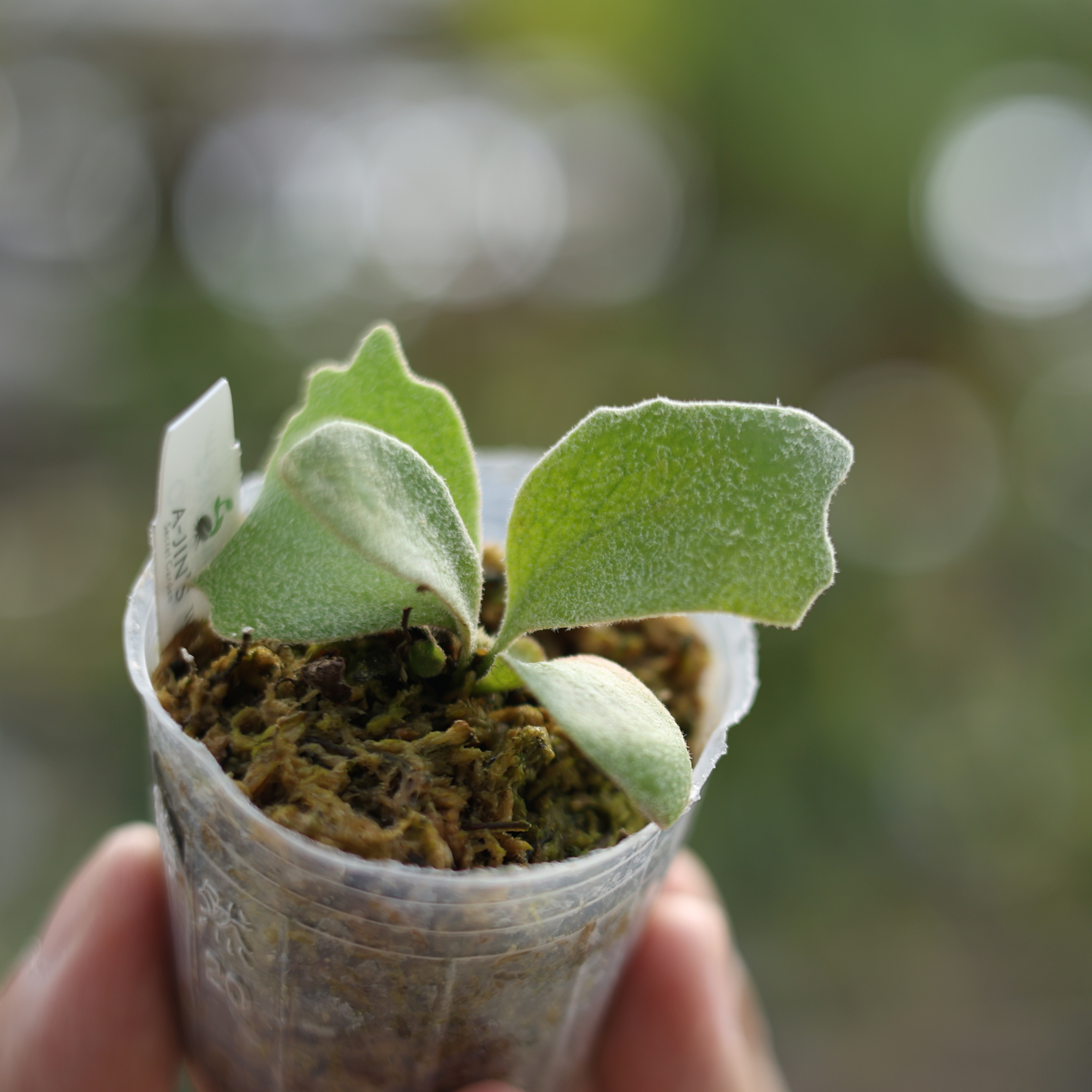 Platycerium willinckii 'Omega' 鹿角蕨｜結構分明與白毛質感兼具的