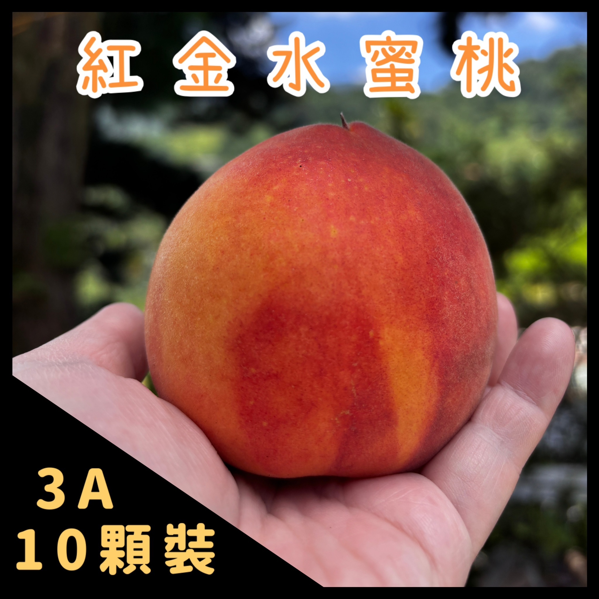 紅金水蜜桃 3A 10顆裝