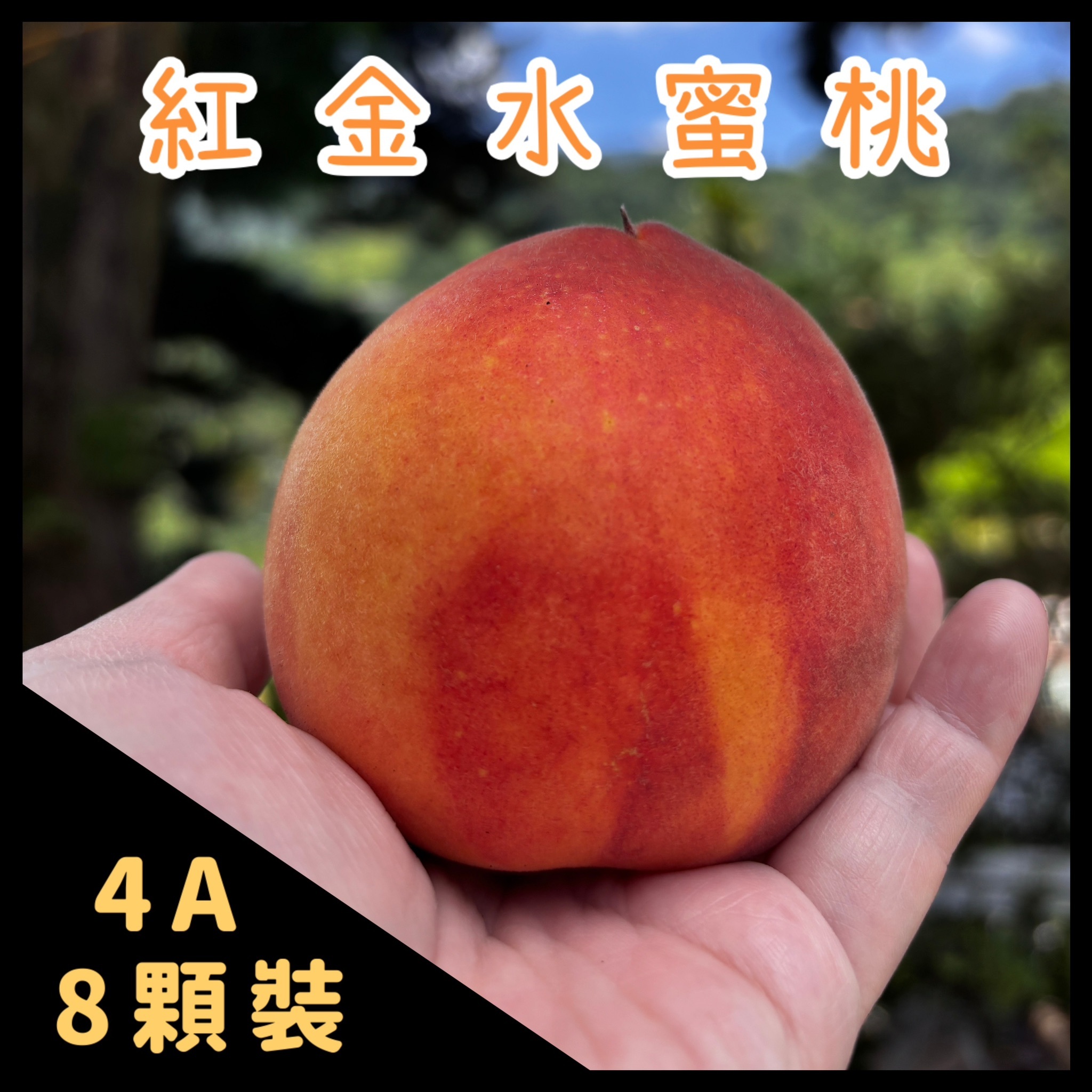紅金水蜜桃 4A 8顆裝