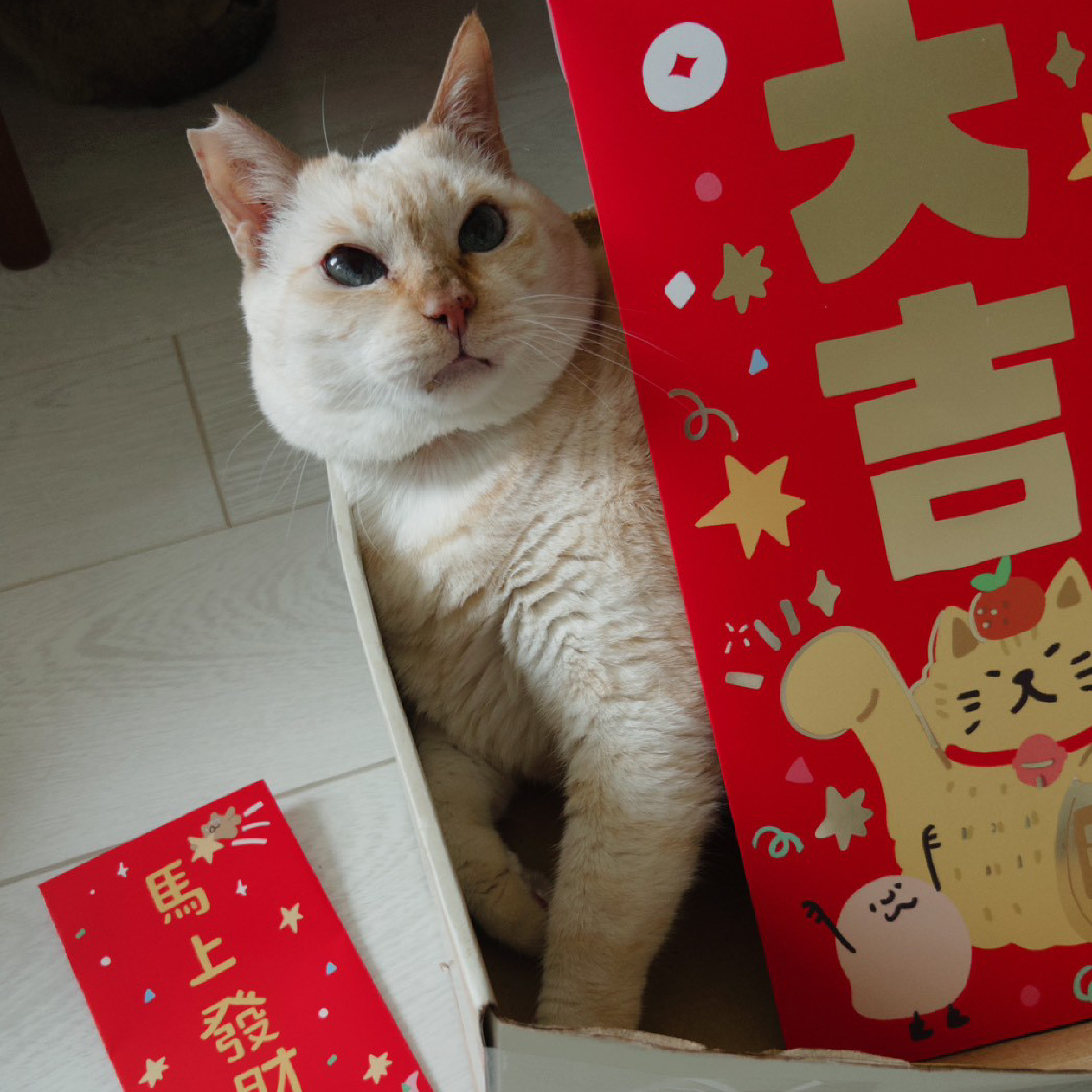 咻熊家 大大的燙金紅包袋 兩款可選  過年 尾牙 婚禮獎金