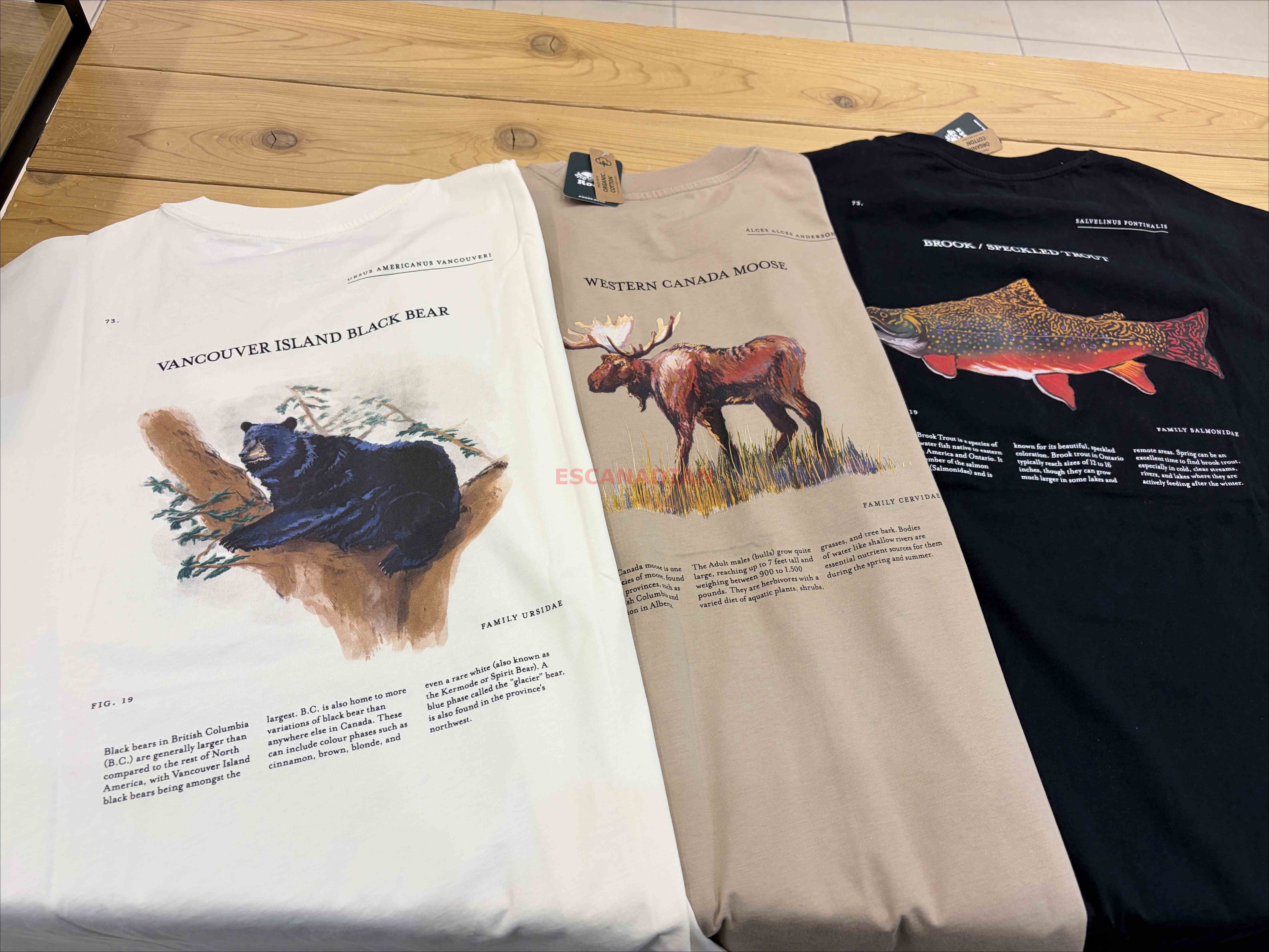 ROOTS 男大人 動物系列 正反圖 小口袋 寬版(Relaxed) 短TEE (3色)