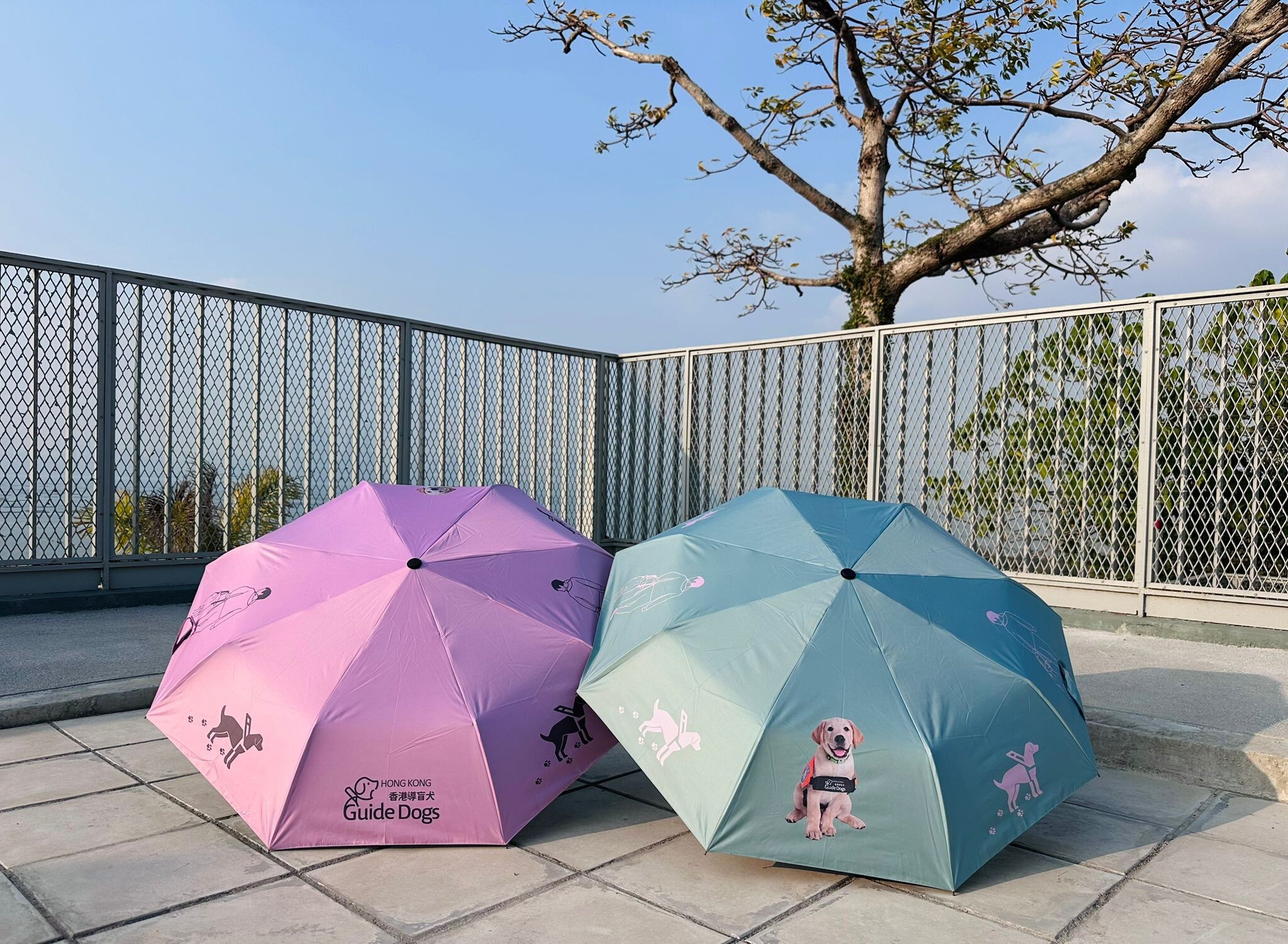 香港導盲犬伸縮傘