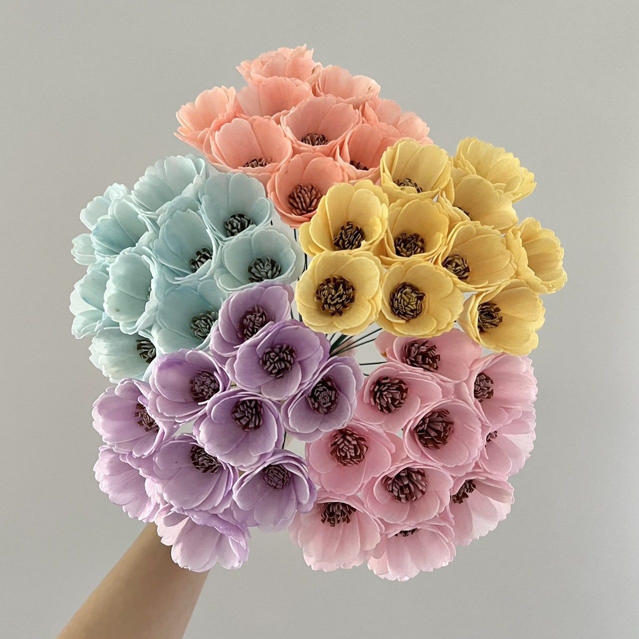 泰國索拉 水染波斯菊 4-5CM <十支一把> (高品質)