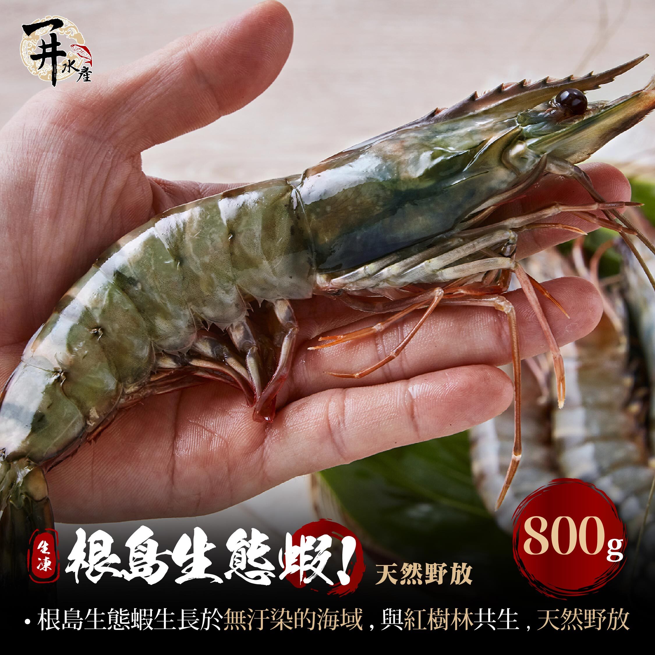 生凍 根島生態蝦