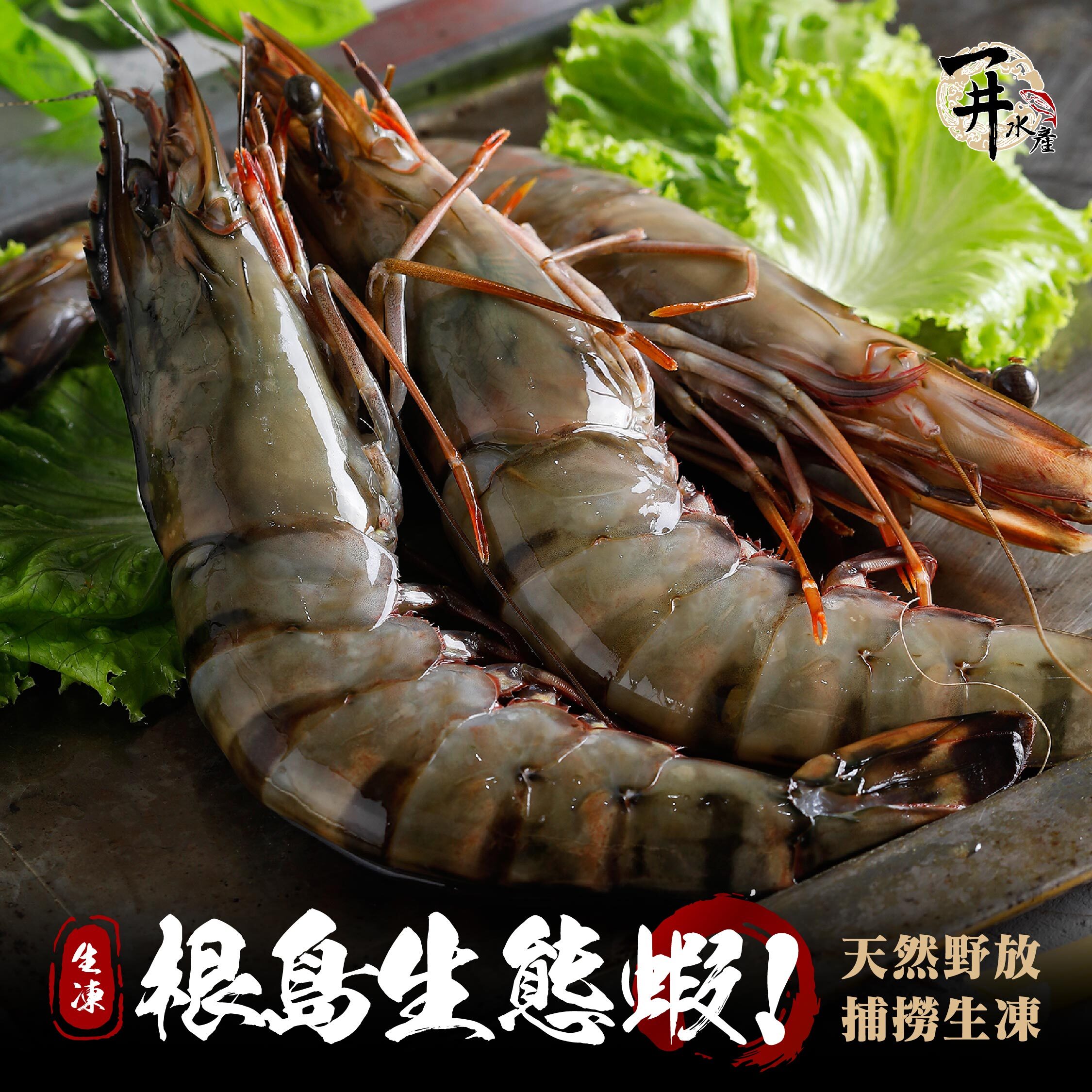 生凍 根島生態蝦