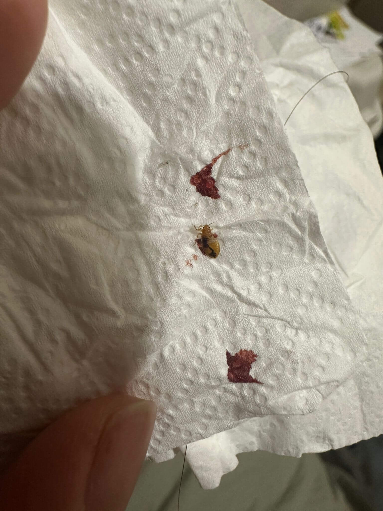 bedbug-life-cycle-hong-kong-2026-debugx100