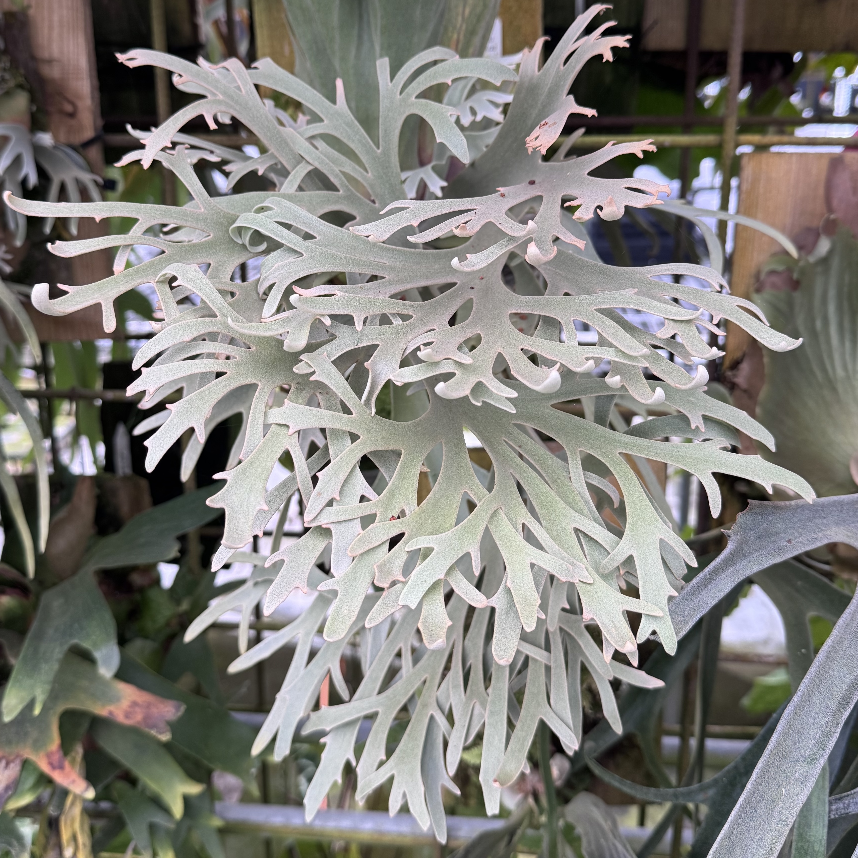 侏儒黃月鹿角蕨P. willinckii 'Yellow Moon Dwarf'經典黃月篩選出的