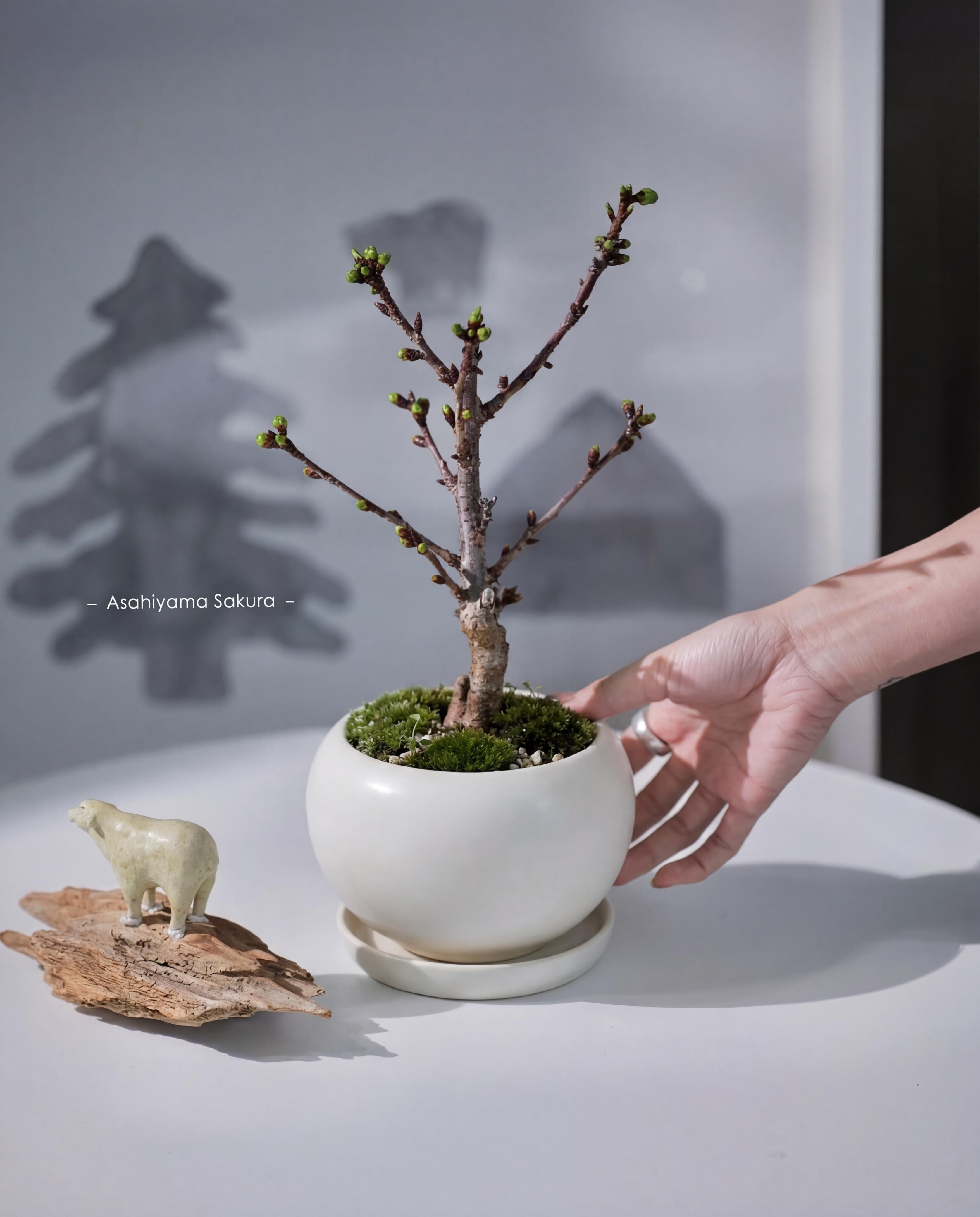 早烏優惠 預訂日本櫻花！🇯🇵— 旭山櫻🌸