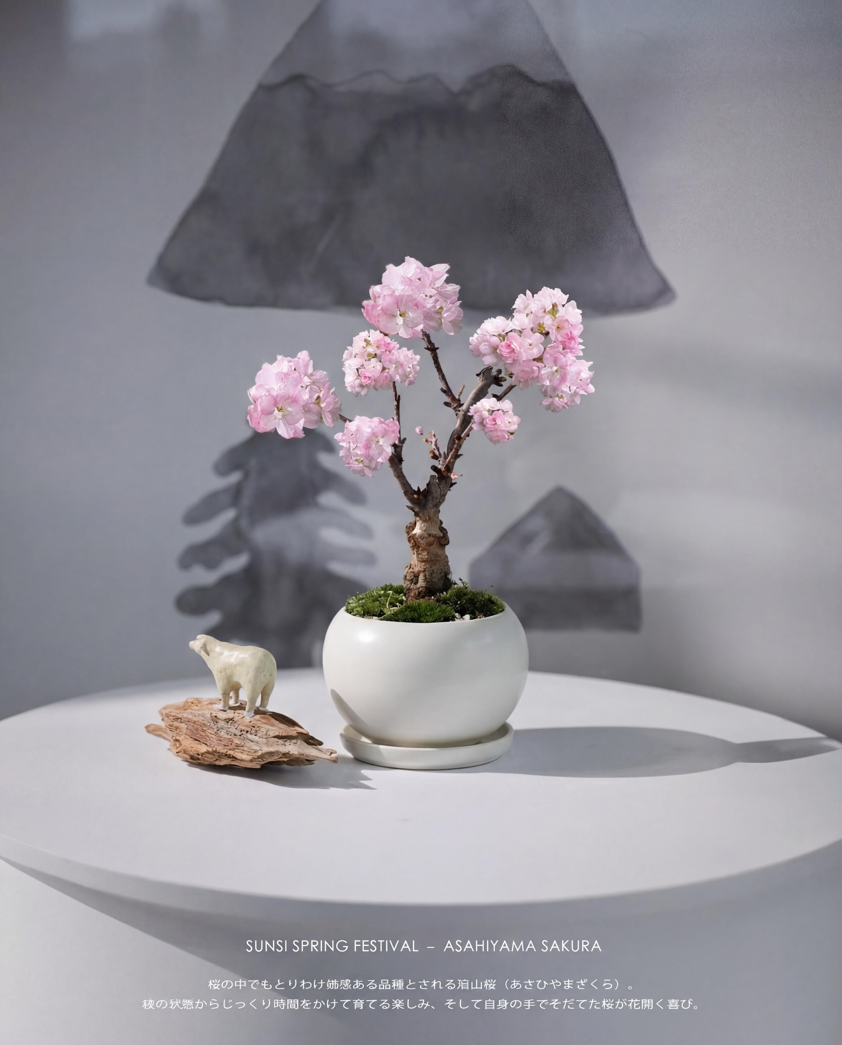 早烏優惠 預訂日本櫻花！🇯🇵— 旭山櫻🌸