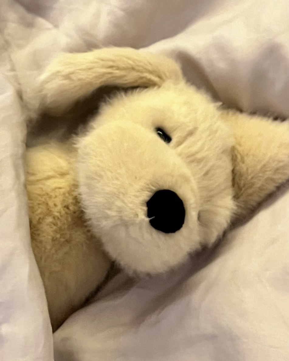 JELLYCAT 黃金獵犬 狗 小金毛 娃娃 毛絨 玩偶 21cm