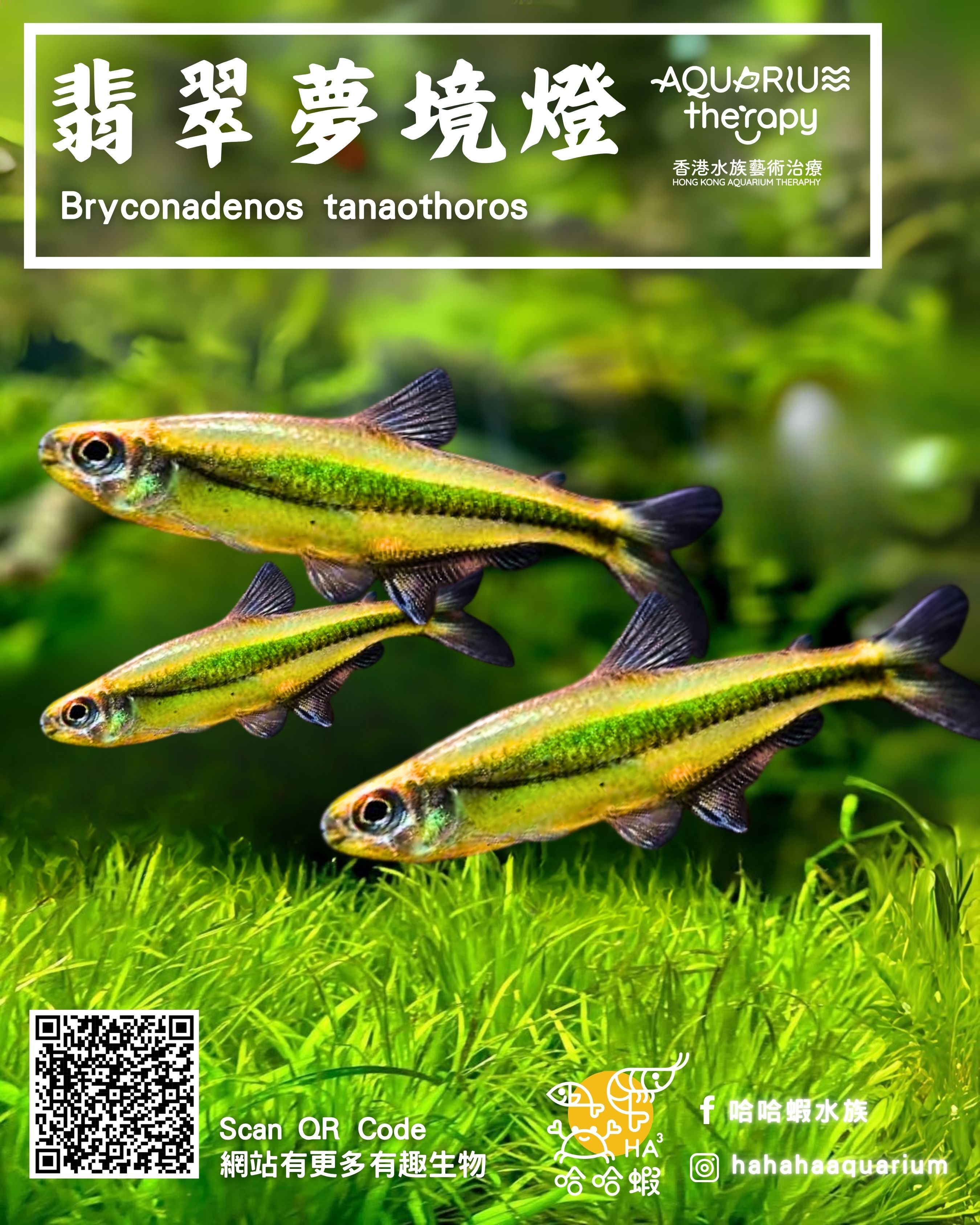 翡翠夢境燈 | Bryconadenos tanaothoros