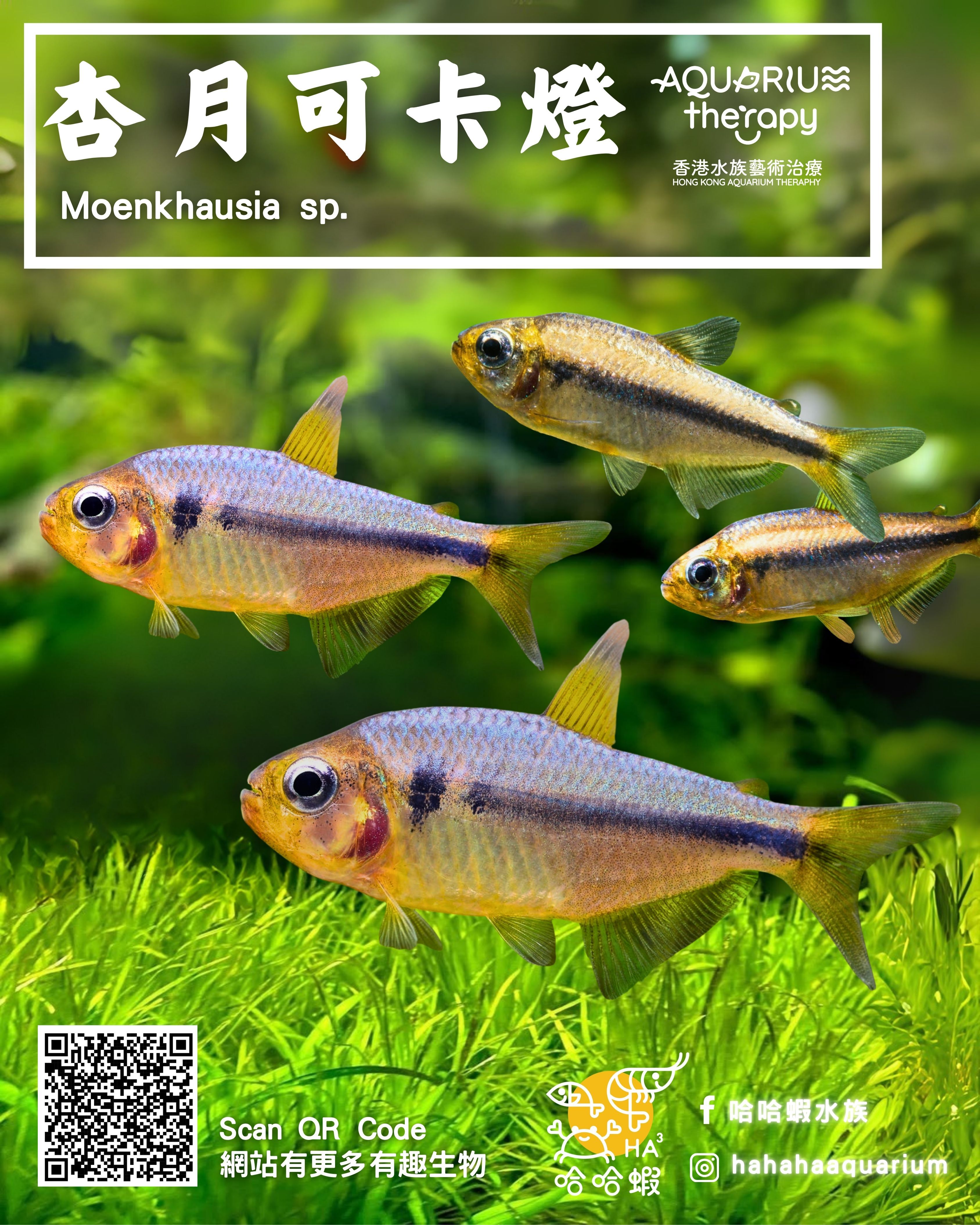 杏月可卡燈 | Moenkhausia sp.