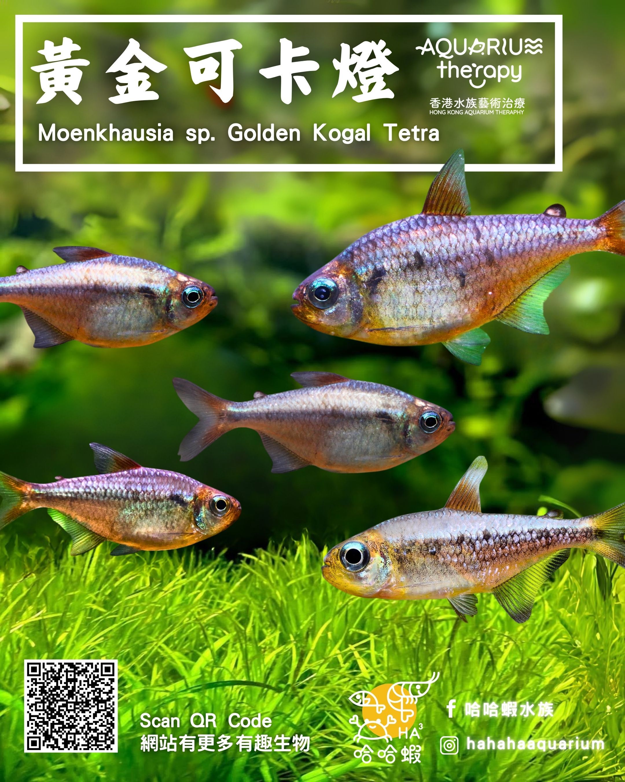 黃金可卡燈 |Moenkhausia sp. Golden Kogal Tetra