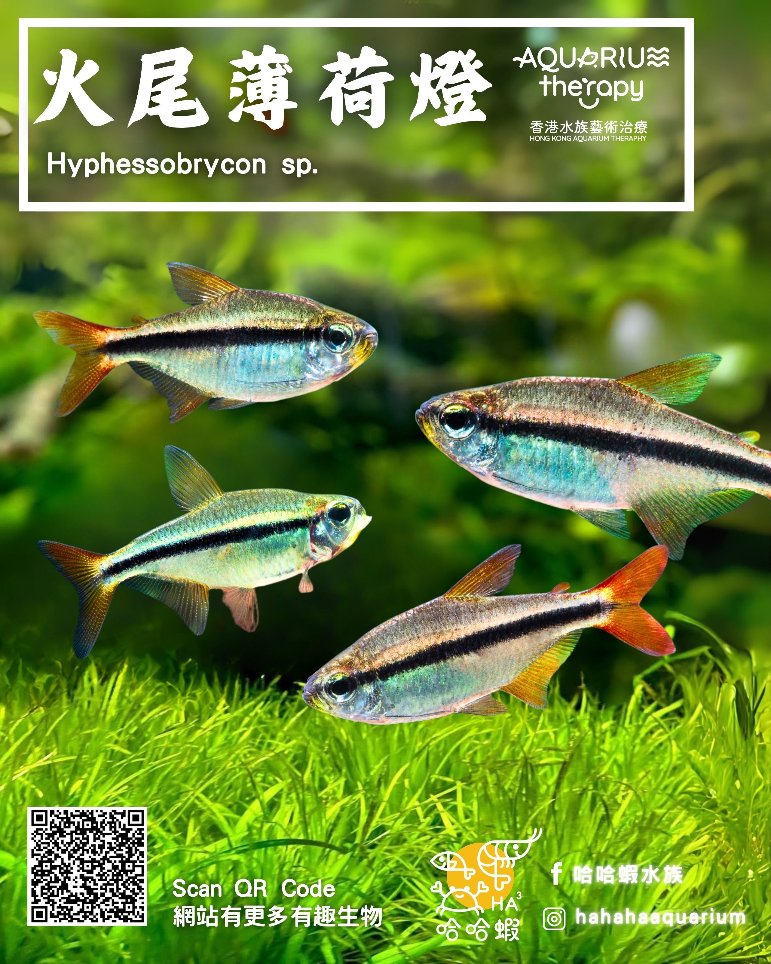 火尾薄荷燈（青焰魔鬼燈）｜Hyphessobrycon sp.