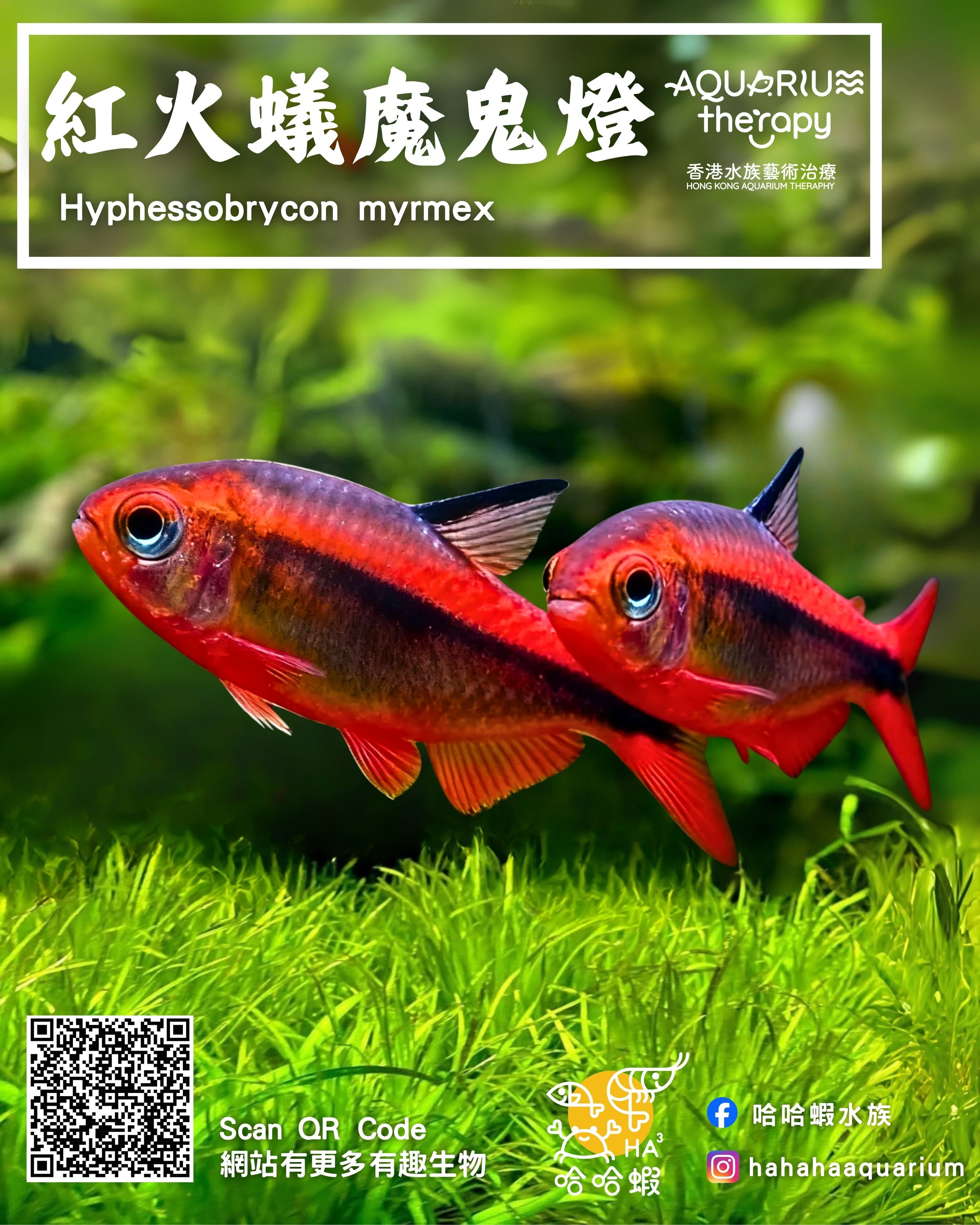紅火蟻魔鬼燈｜Hyphessobrycon myrmex