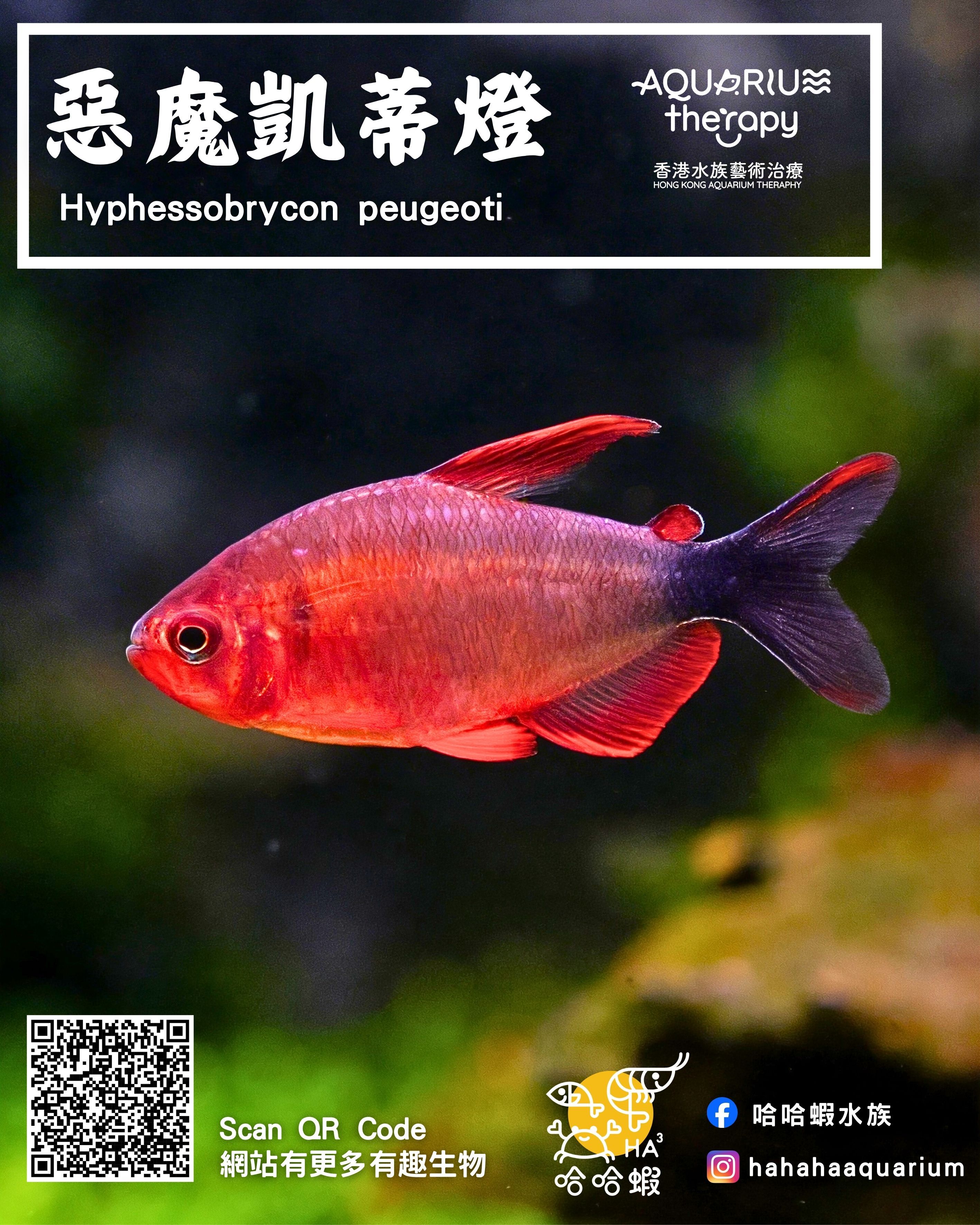 惡魔凱蒂燈｜Hyphessobrycon peugeoti