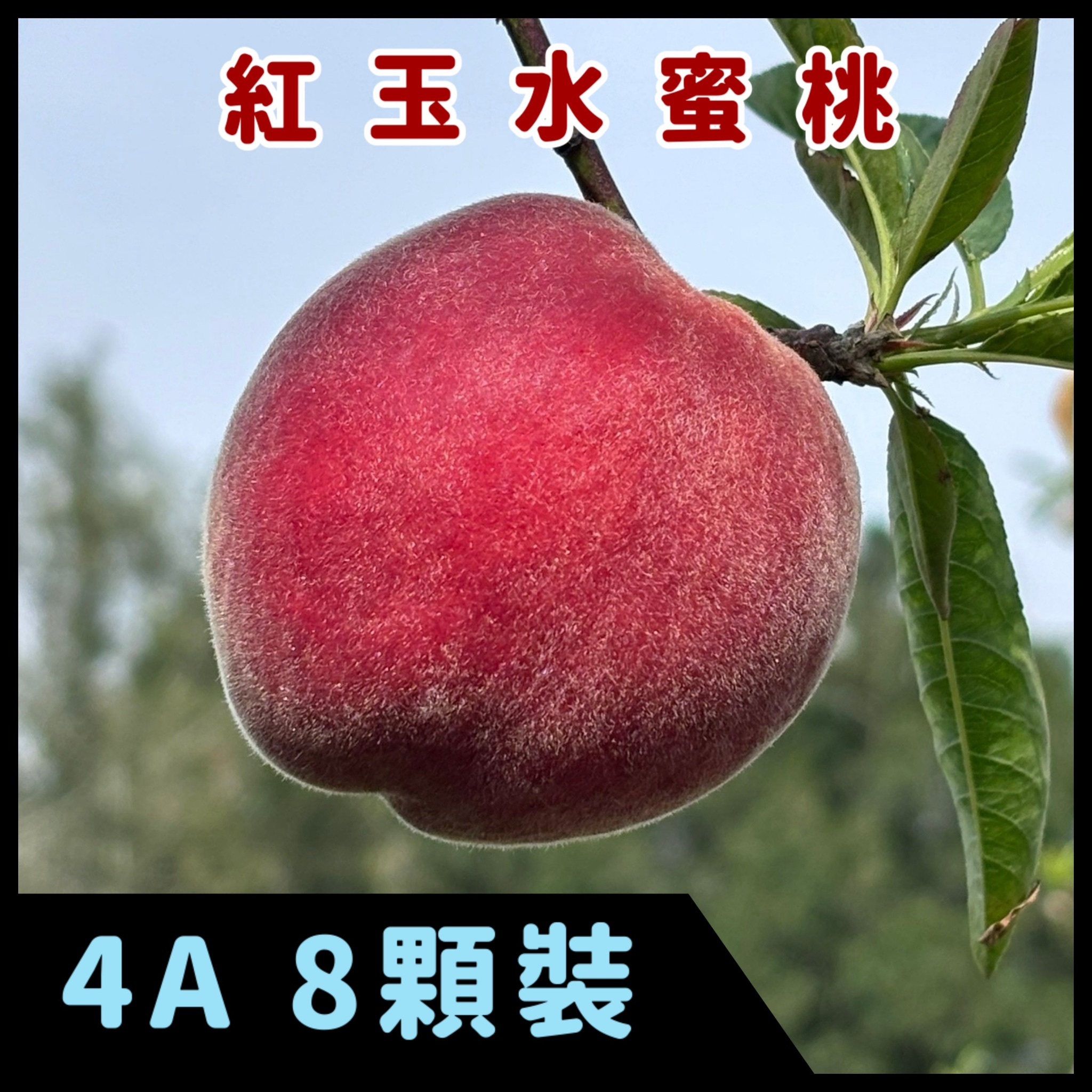 紅玉水蜜桃 4A 8顆裝