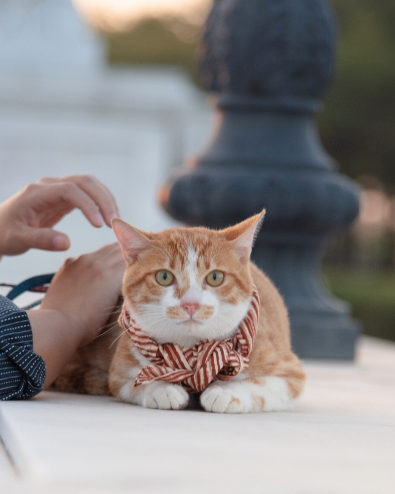 印度蓋染工藝純棉_50x50 萬用小方巾 （多色選購）