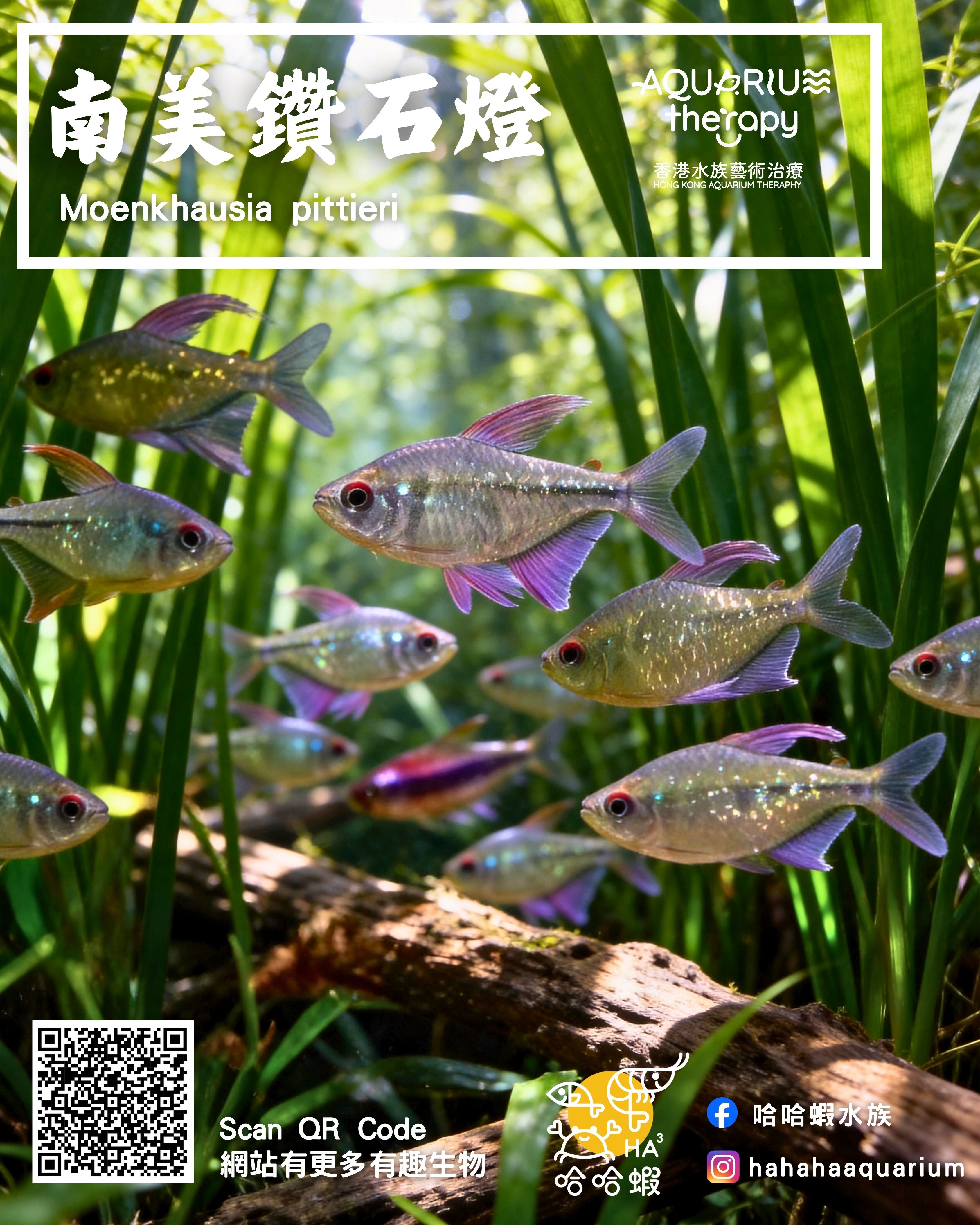 南美鑽石燈｜Moenkhausia pittieri