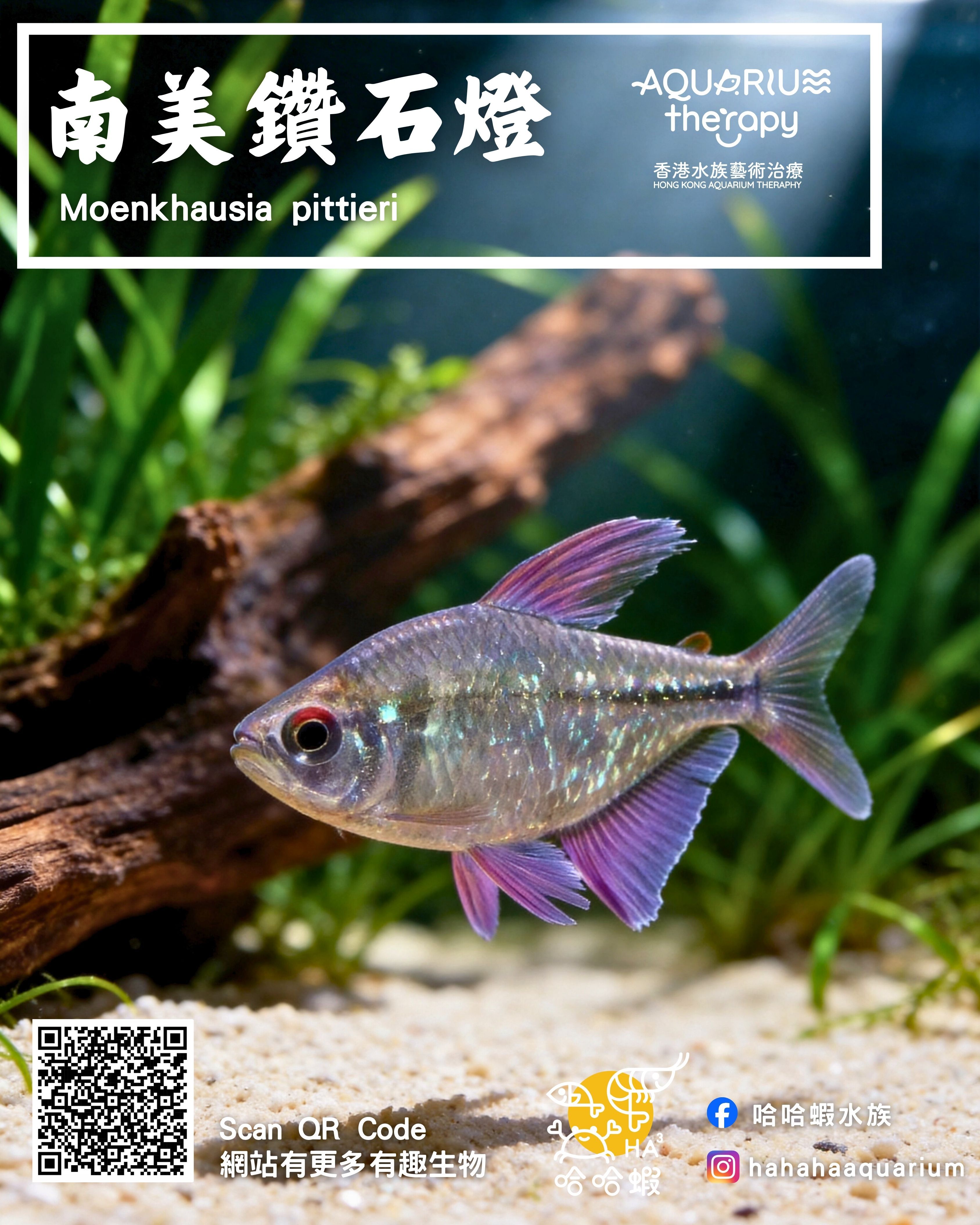 南美鑽石燈｜Moenkhausia pittieri