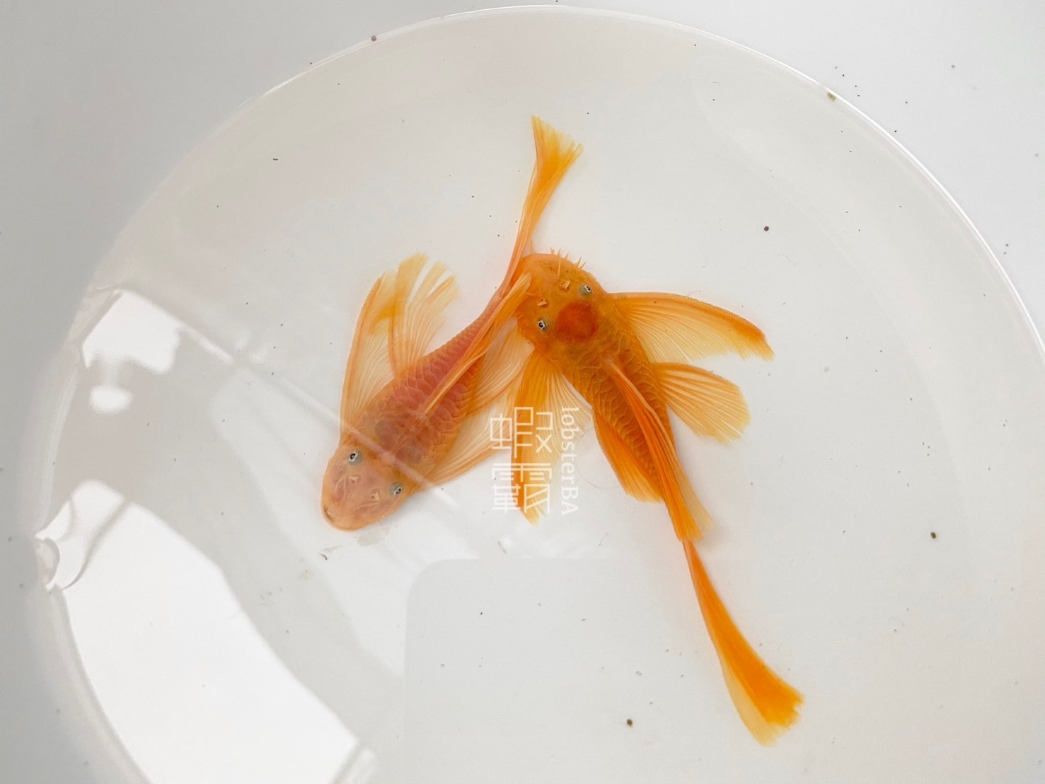 藍眼大帆鬍子 1隻