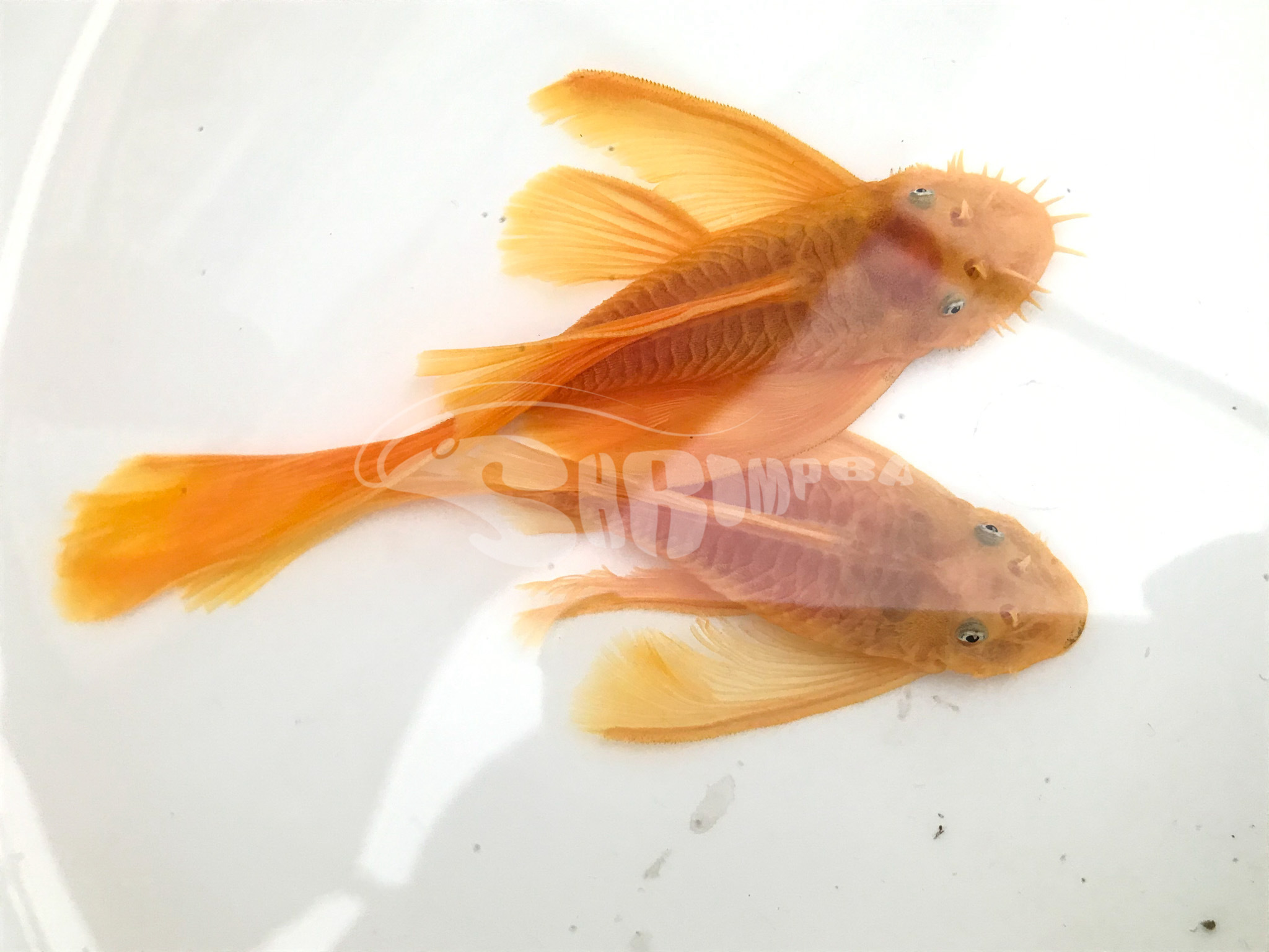 藍眼大帆鬍子 1隻