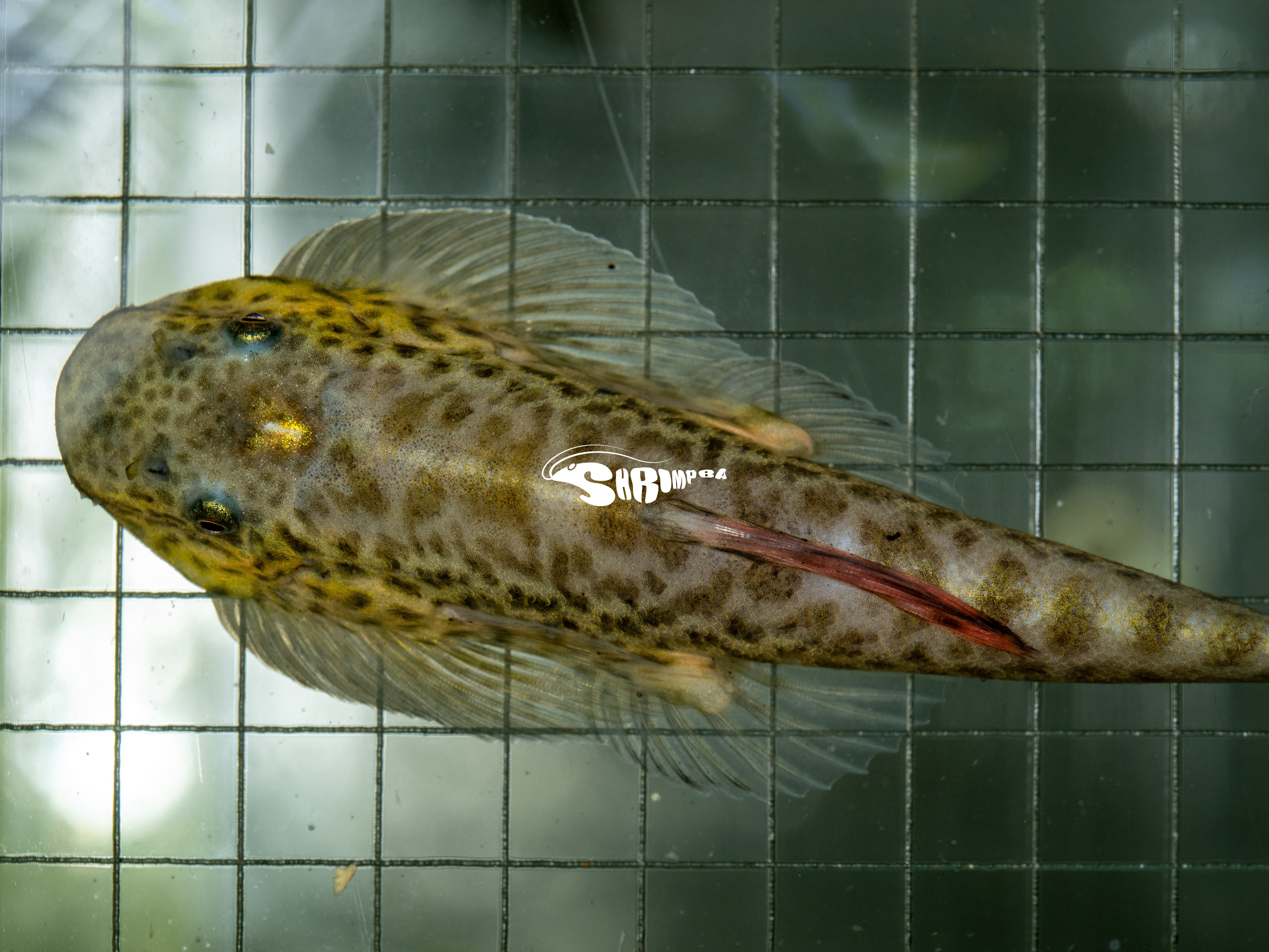 紫鰭提琴鼠 1隻