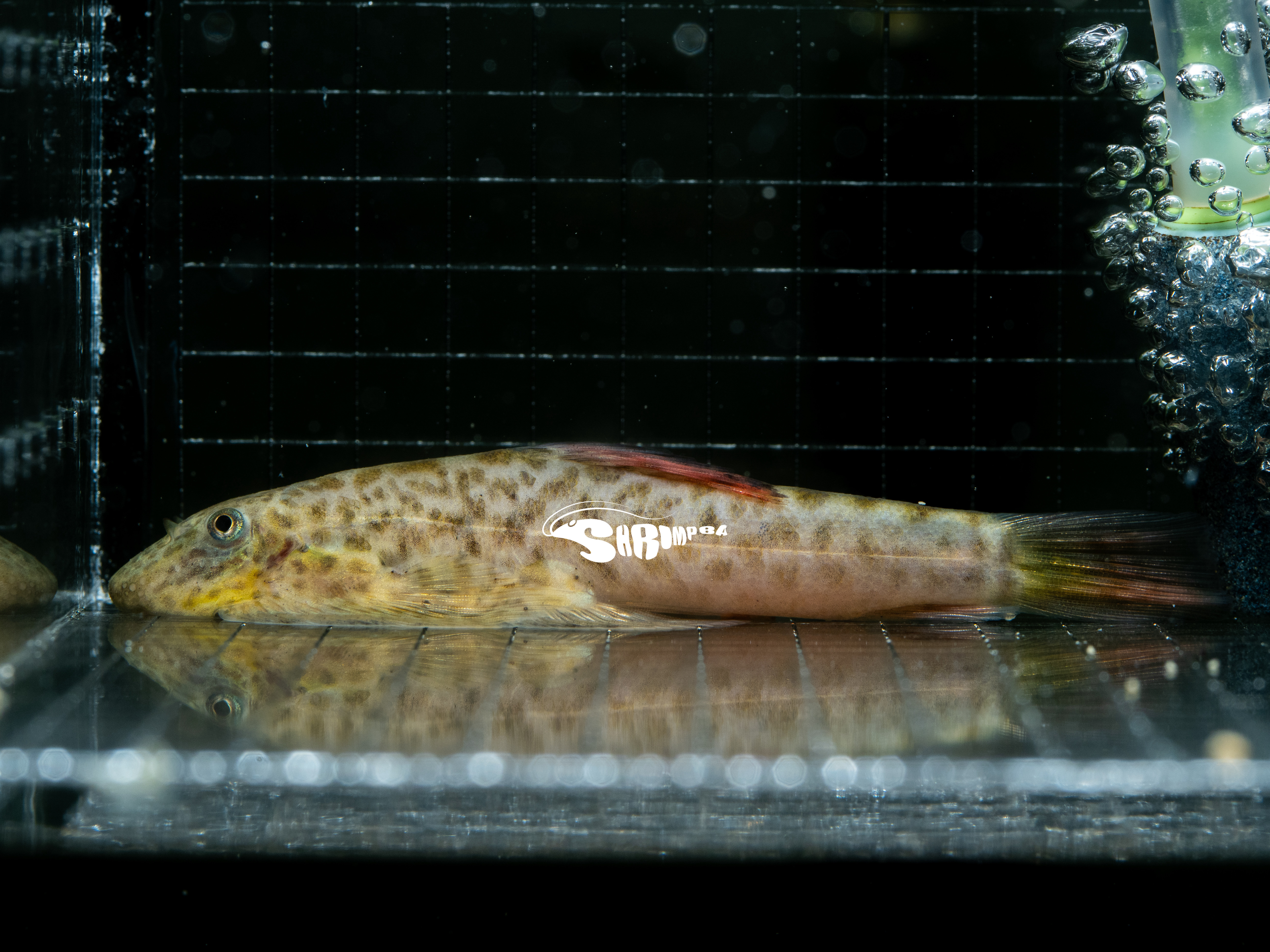 紫鰭提琴鼠 1隻