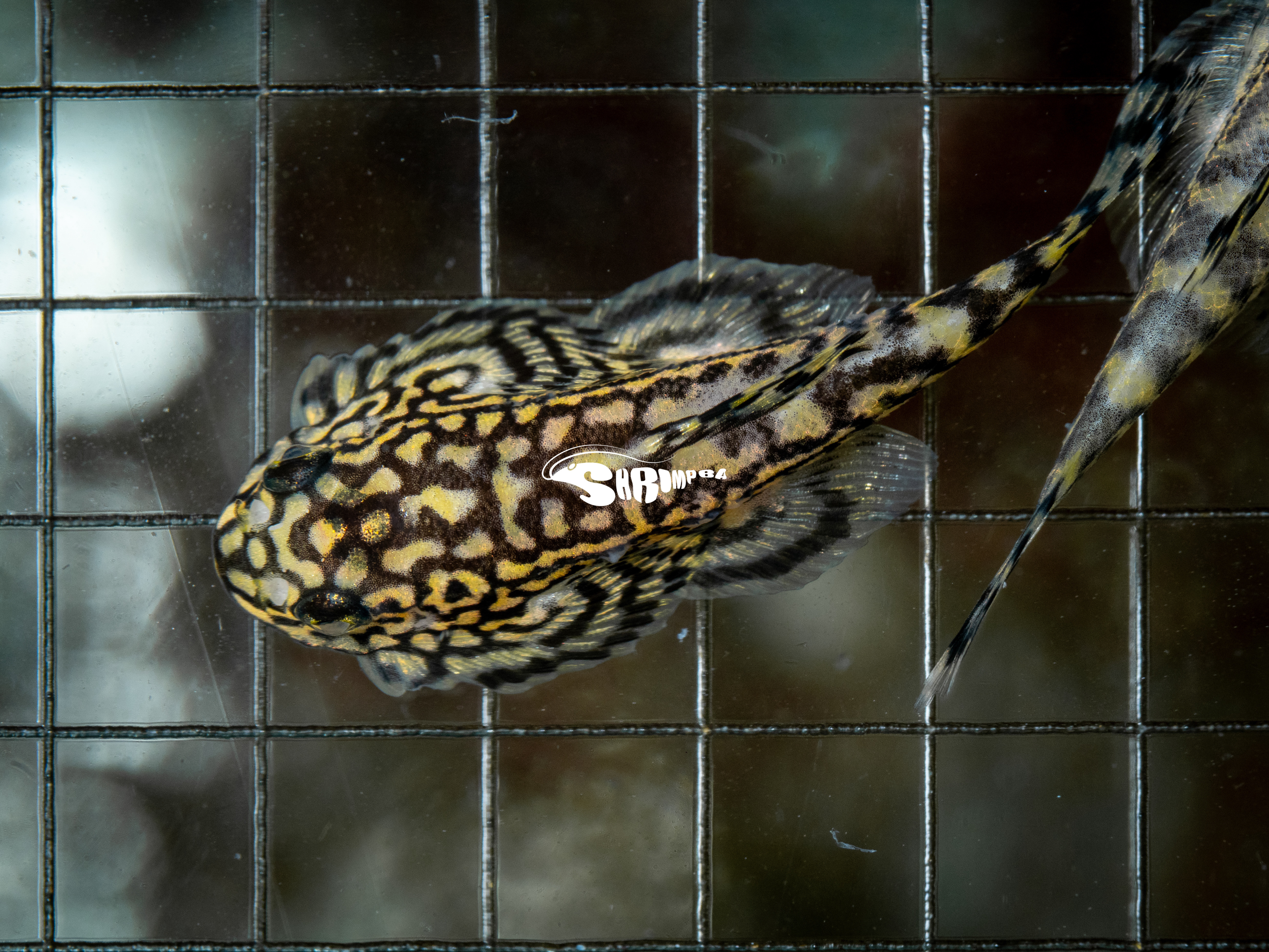 金邊提琴鼠 1隻