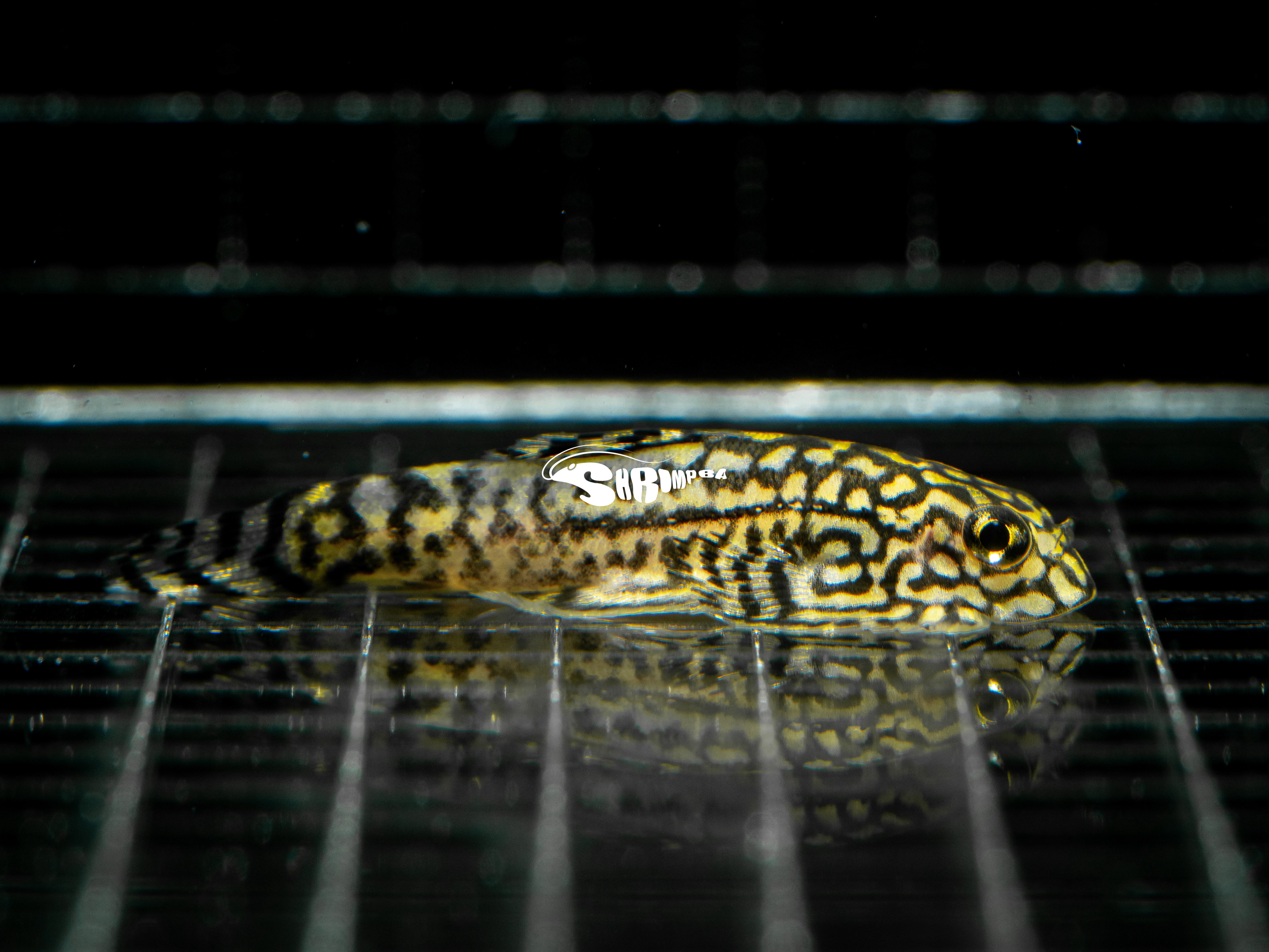 金邊提琴鼠 1隻